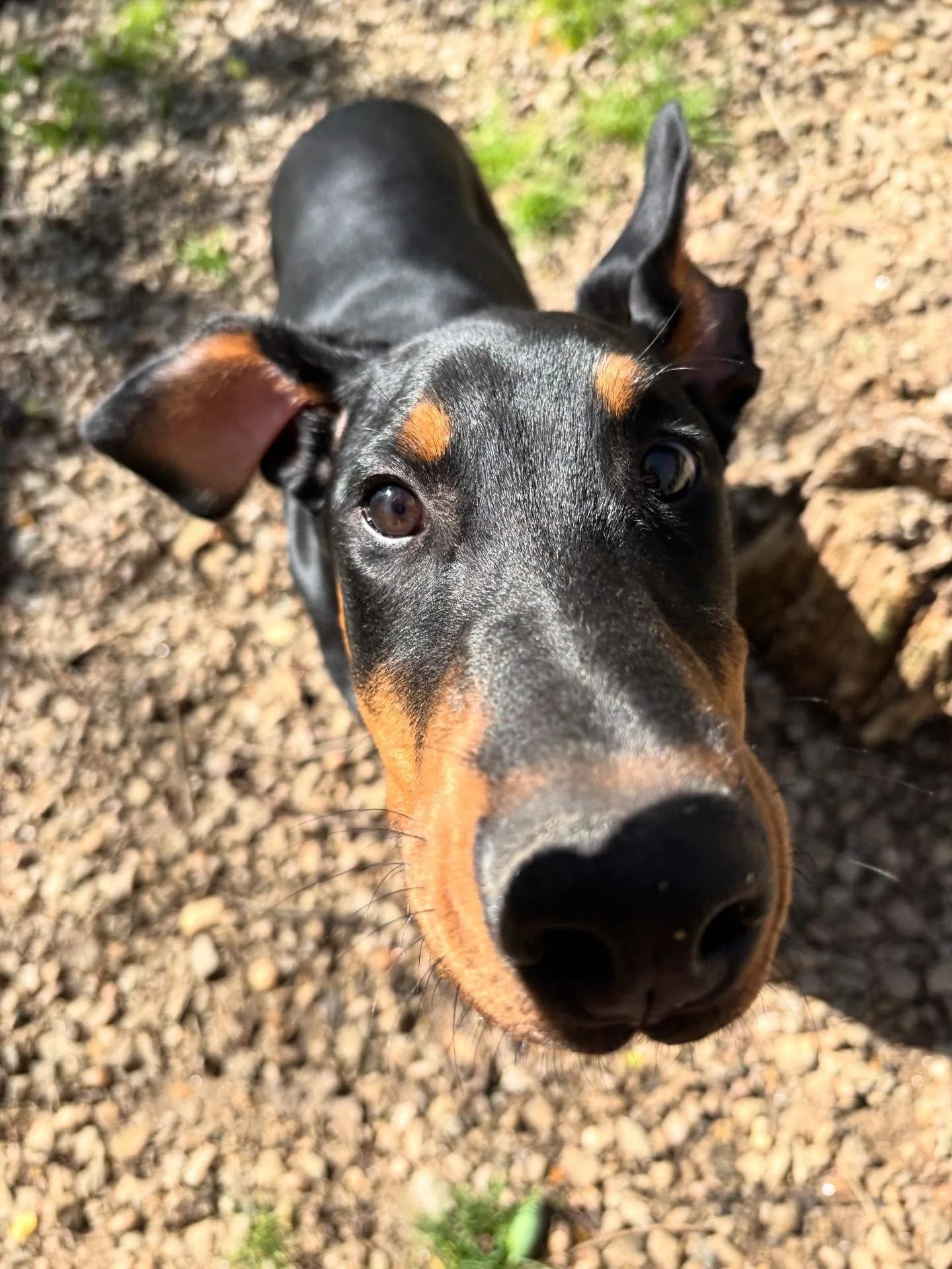 Otto man is doing great with us!