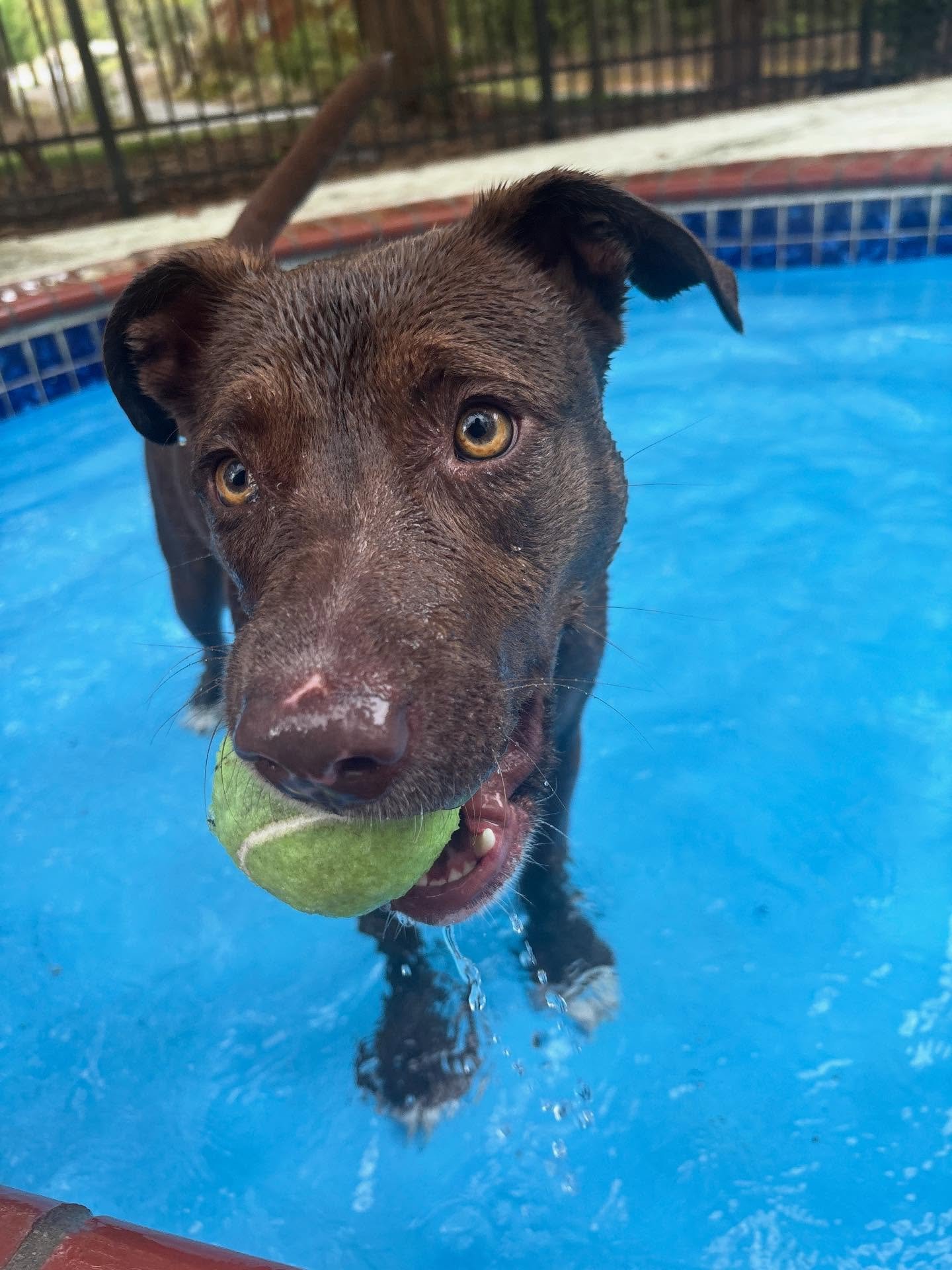 Miss Xena loves her swimtime!