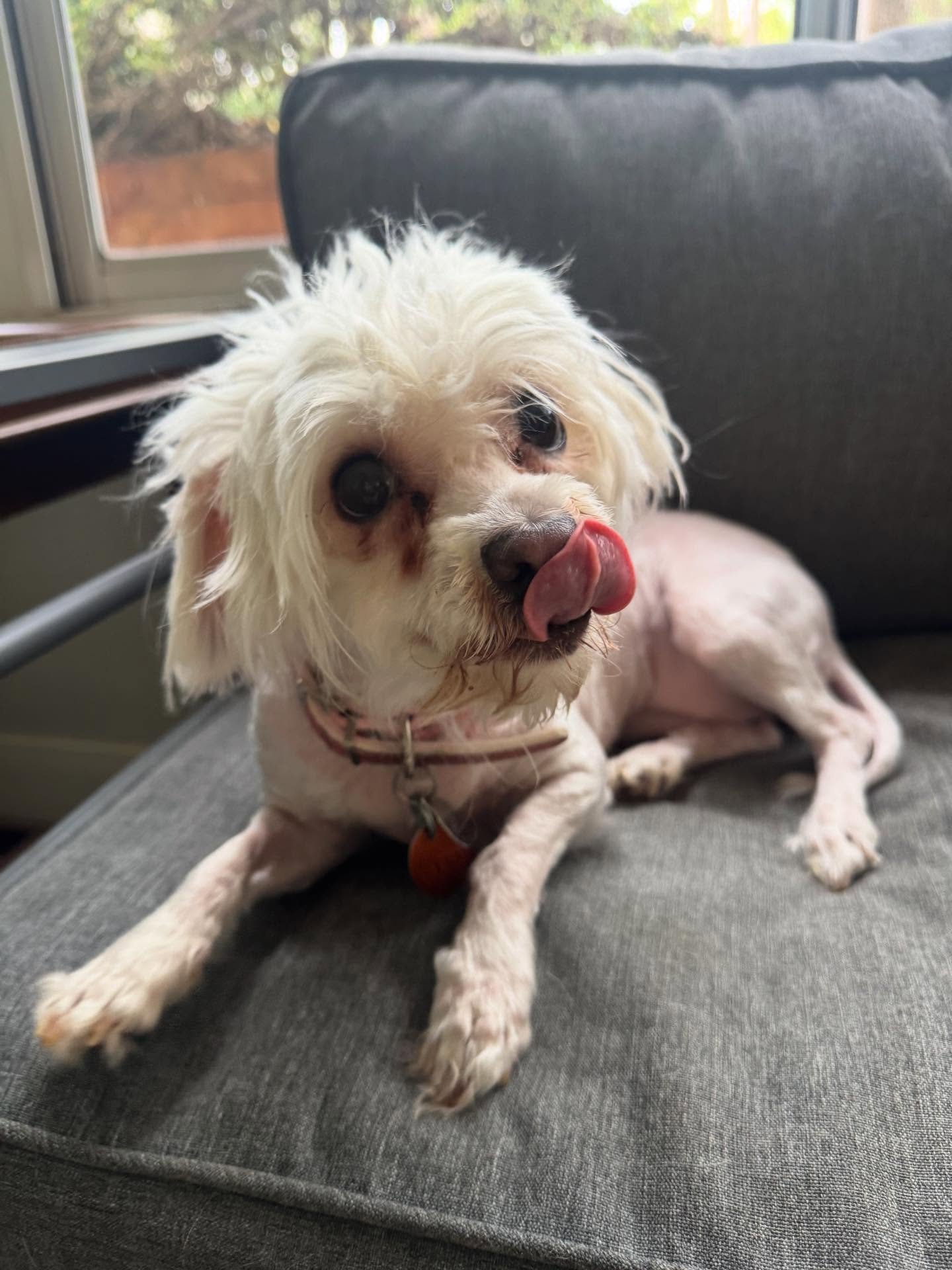 Snowy is such a sweetie pie!