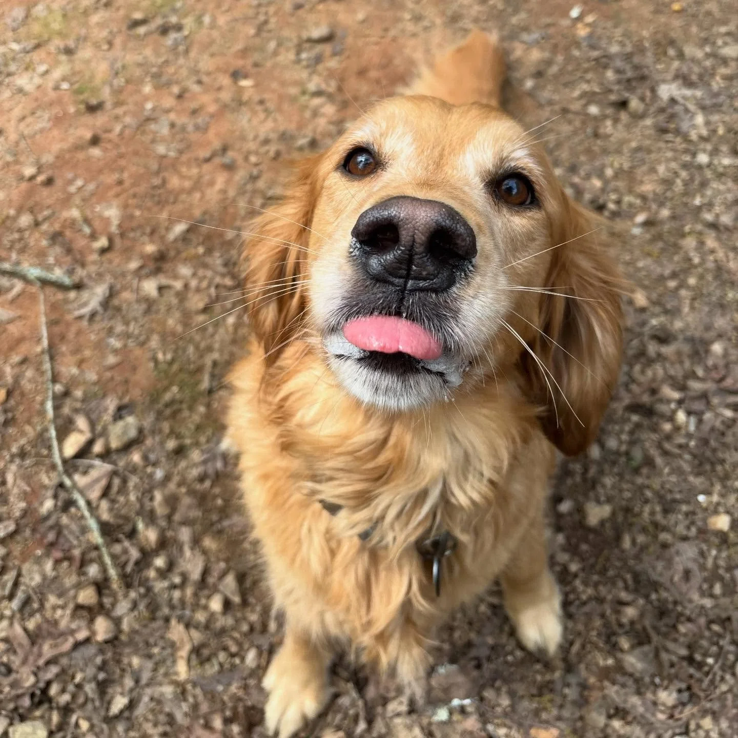 Fefe and Lulu are two peas in a pod!