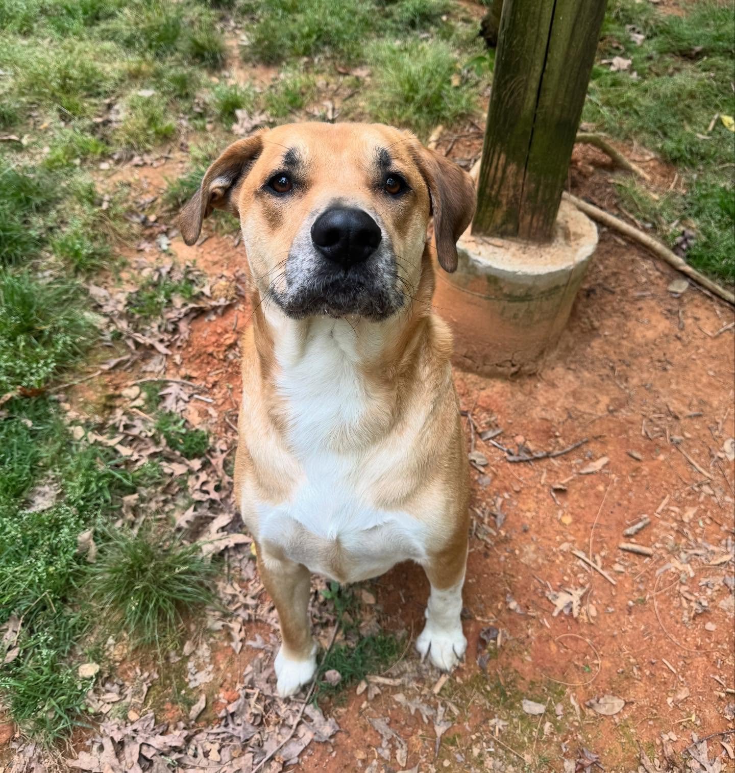 Miller, Rio and Lucky are enjoying their stay with us!