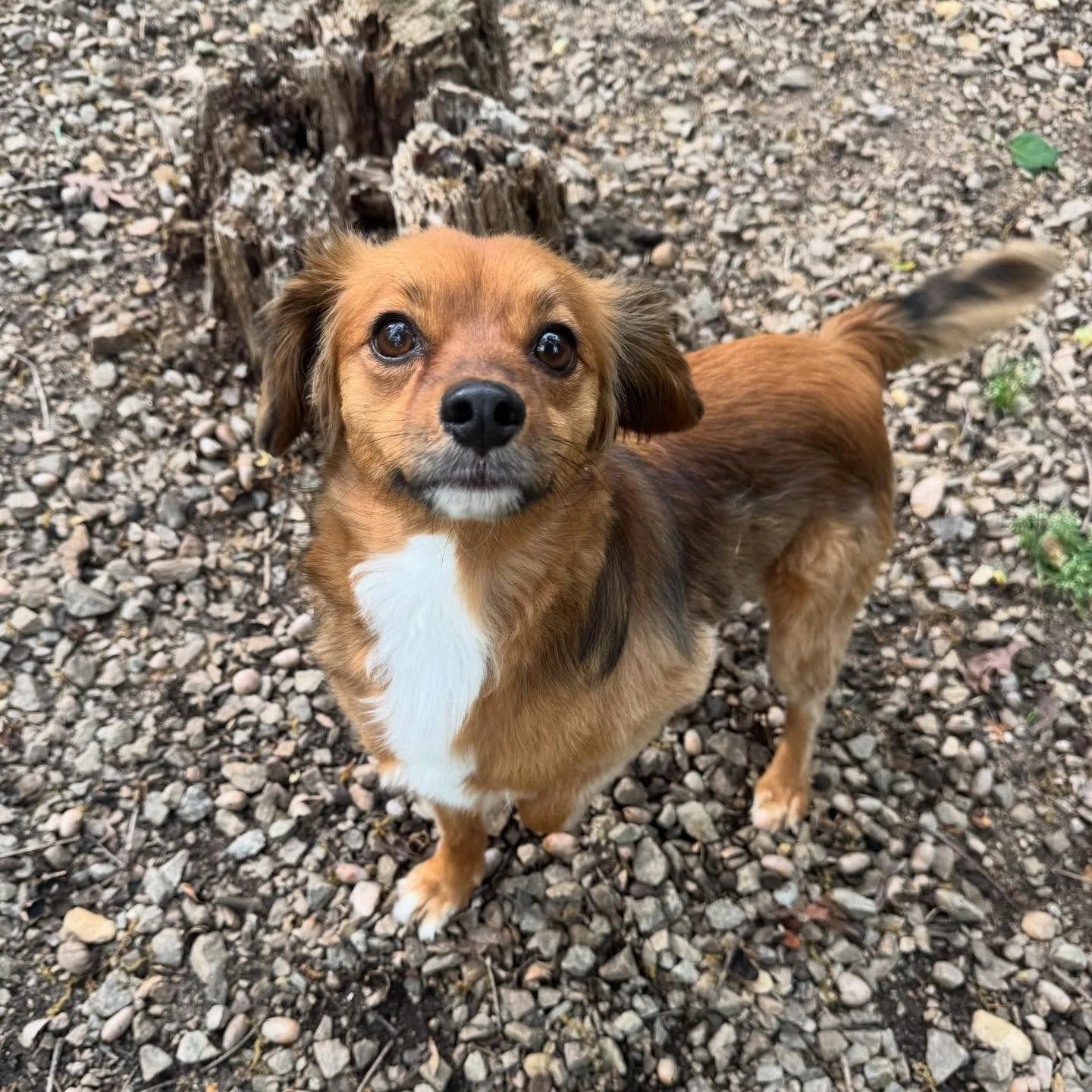 Bear is the sweetest pup!