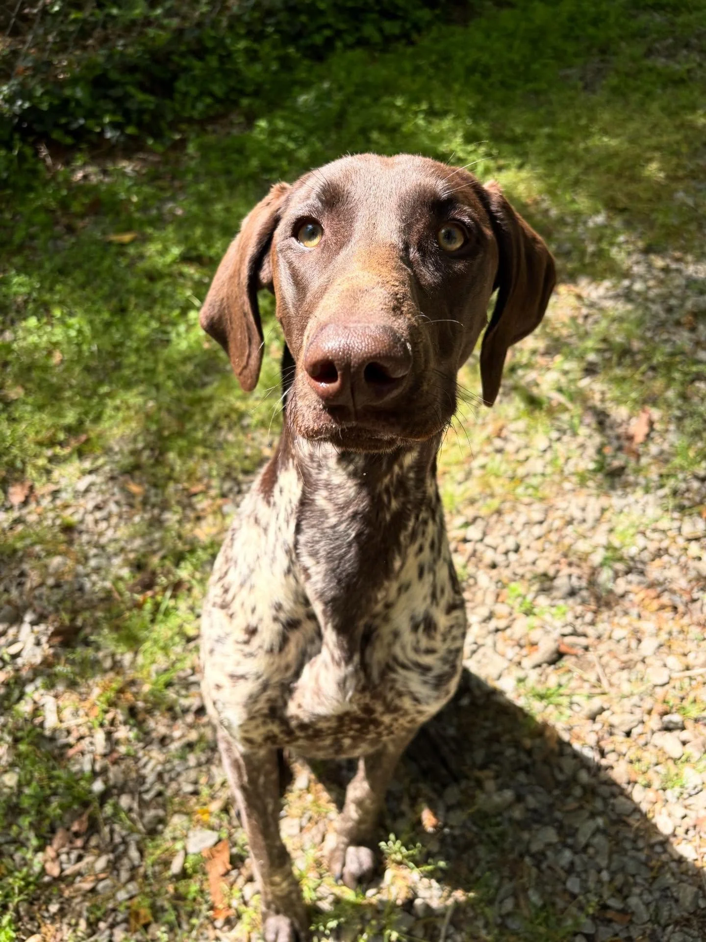 Darcy girl is smiling for the camera!