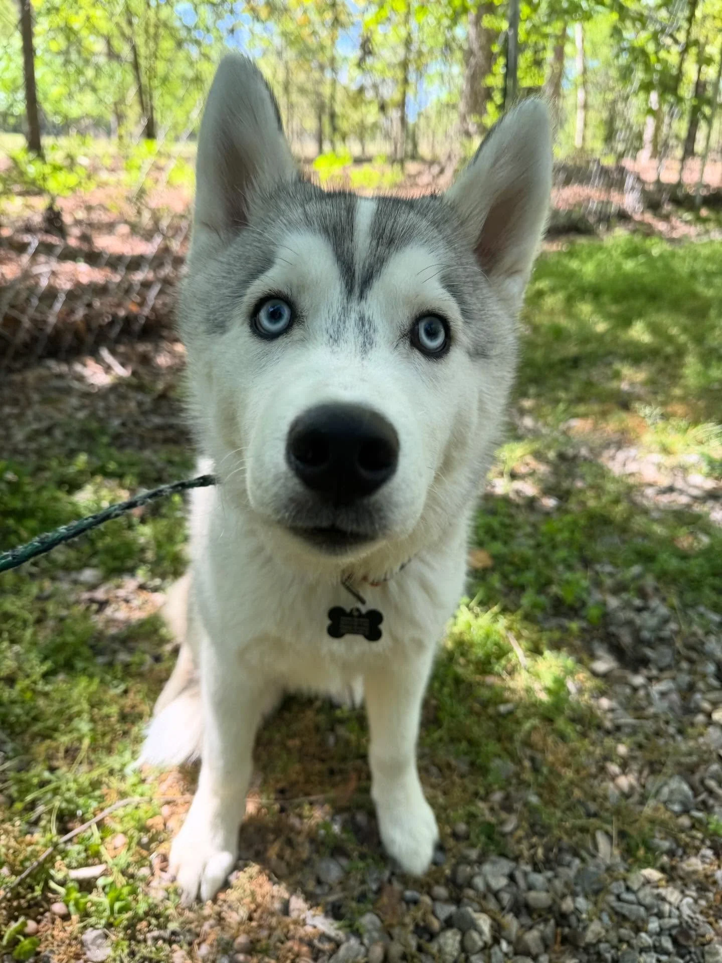 Atlas, Grizzly, and Koda are sweet babies!!