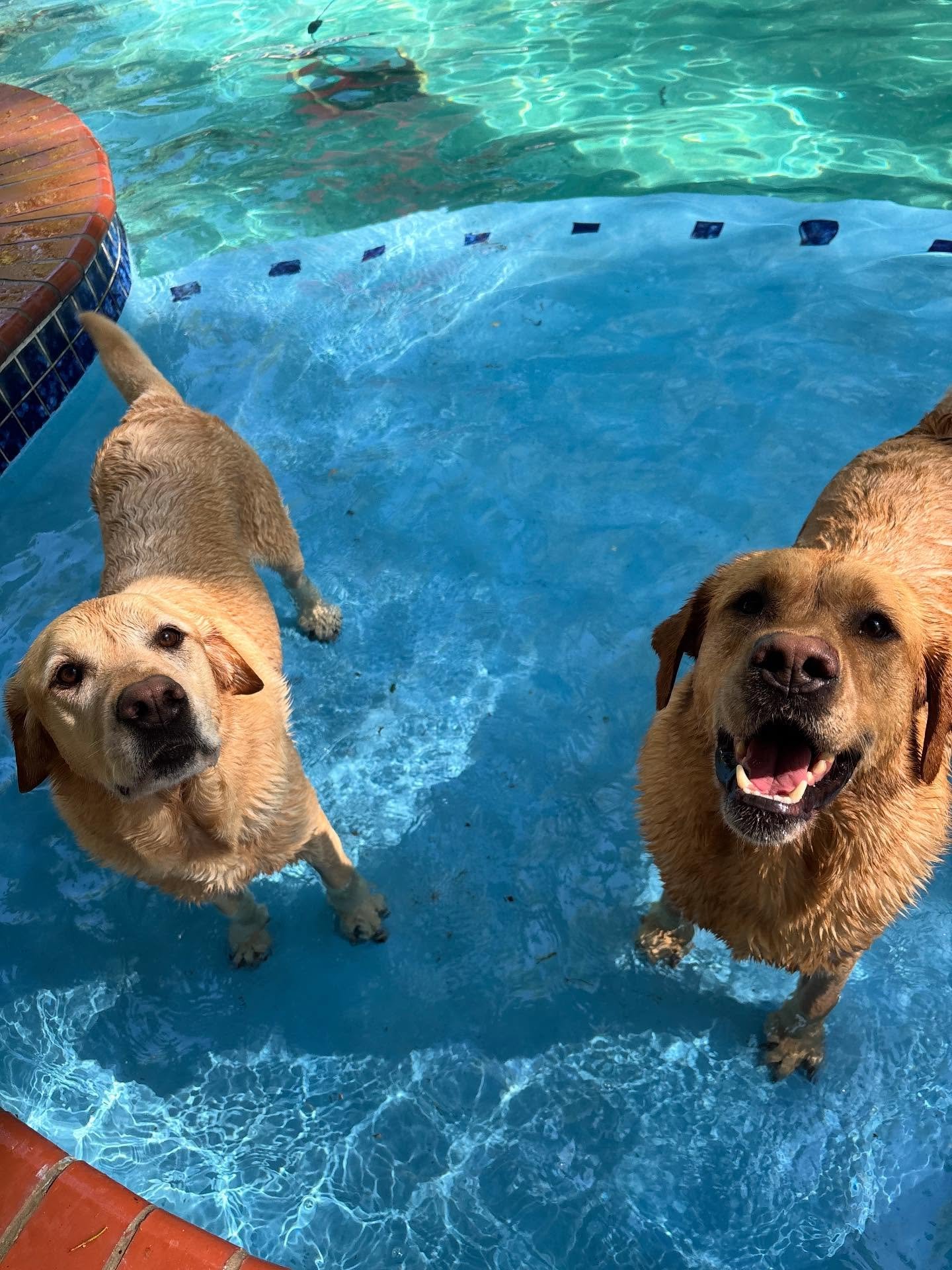 River and Canyon are the best swim dogs!!