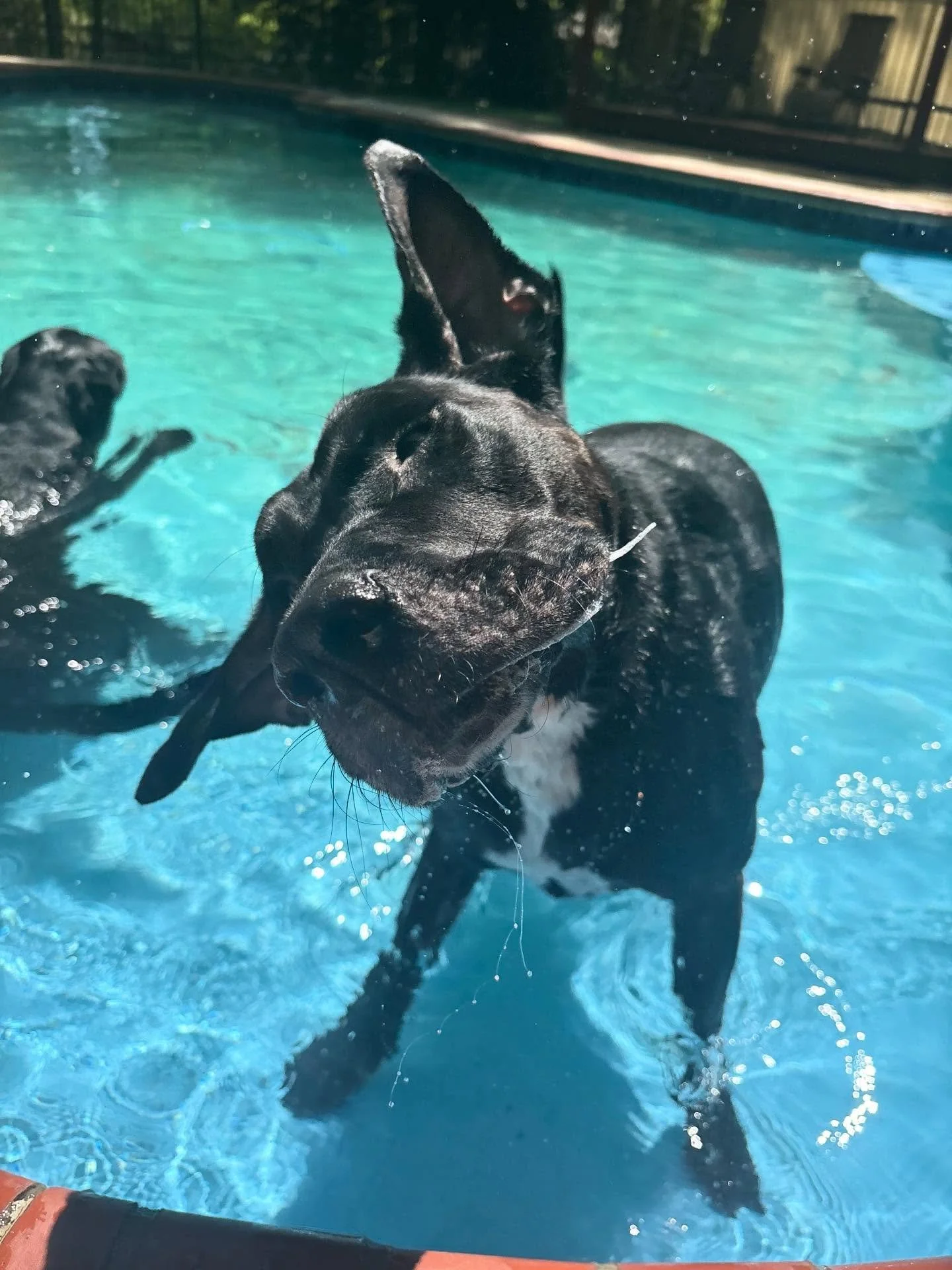 Dyno and Shadow are having some fun in the sun this afternoon!