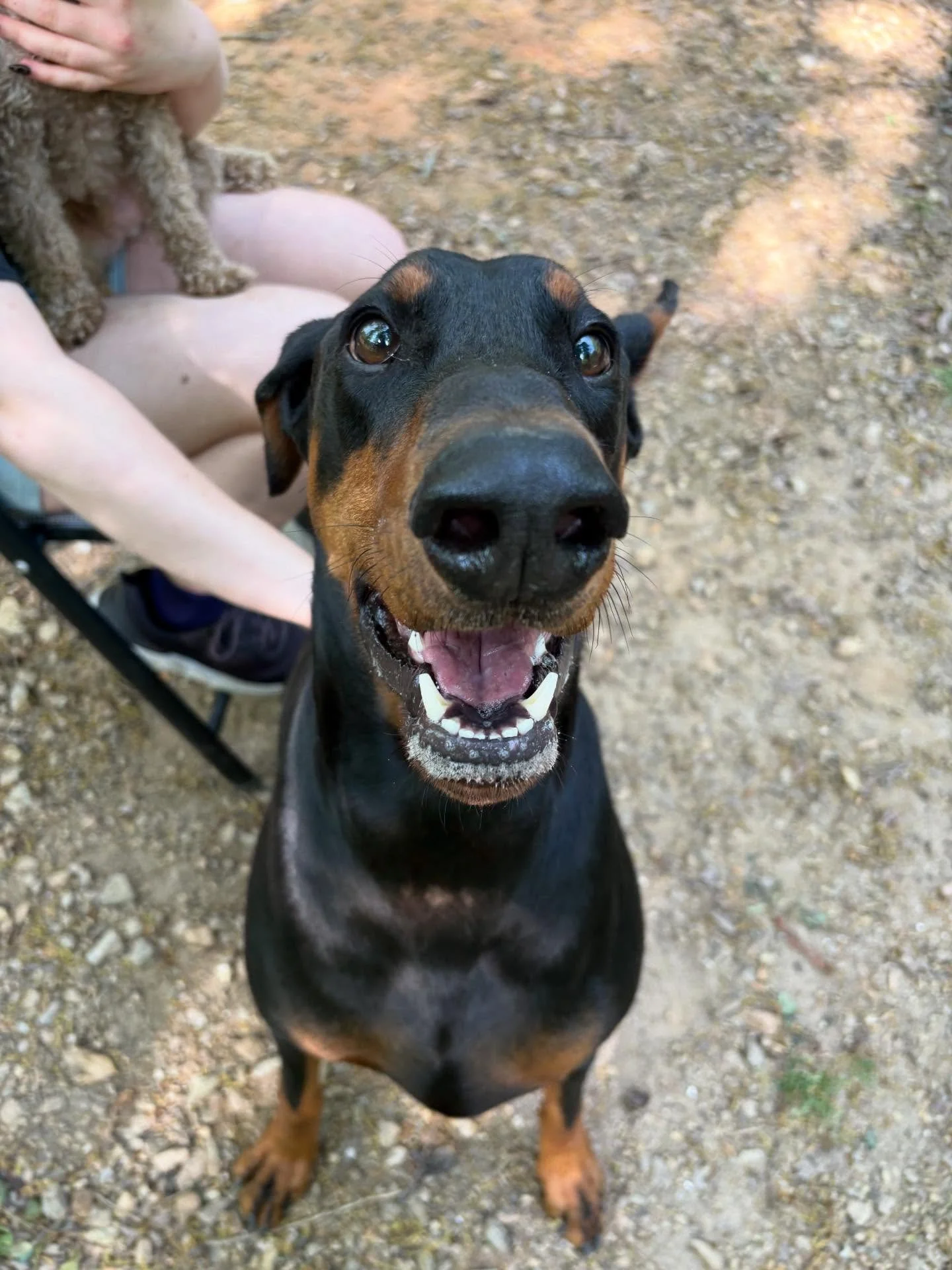 Beaux and Rhys are enjoying this beautiful weather