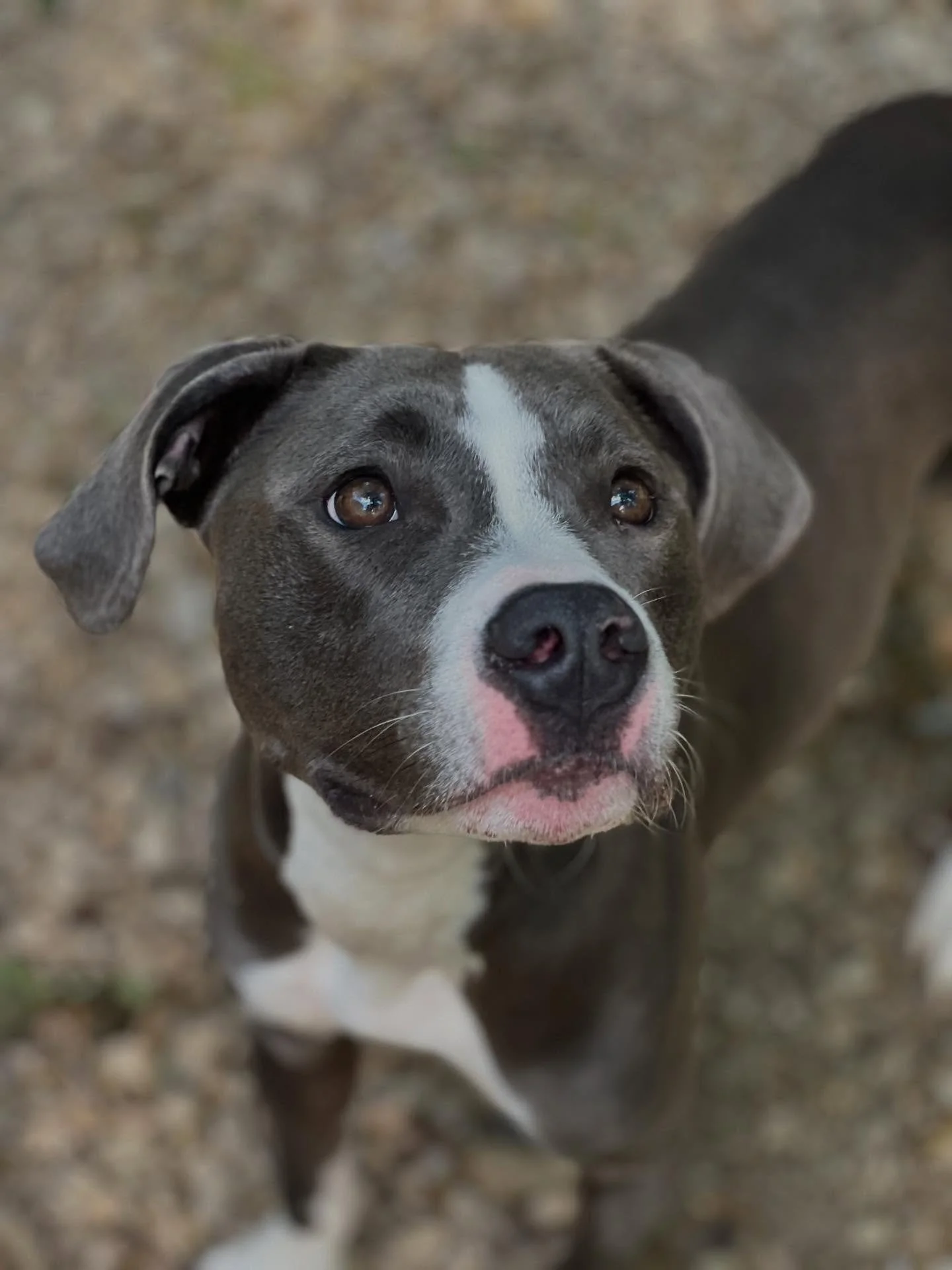 Rooney and Ferris love their outside time!