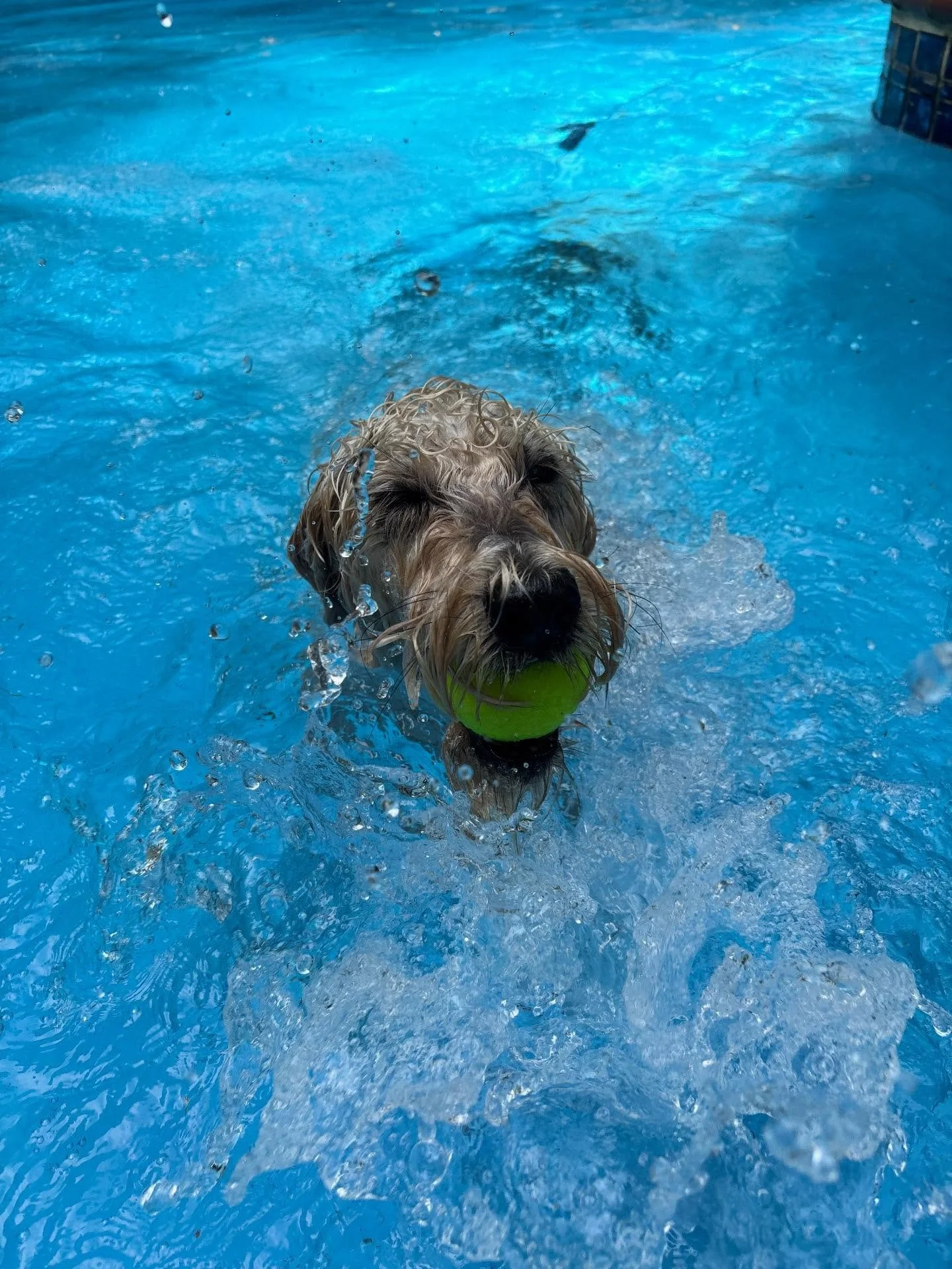 Kelsi is the sweetest pup!!