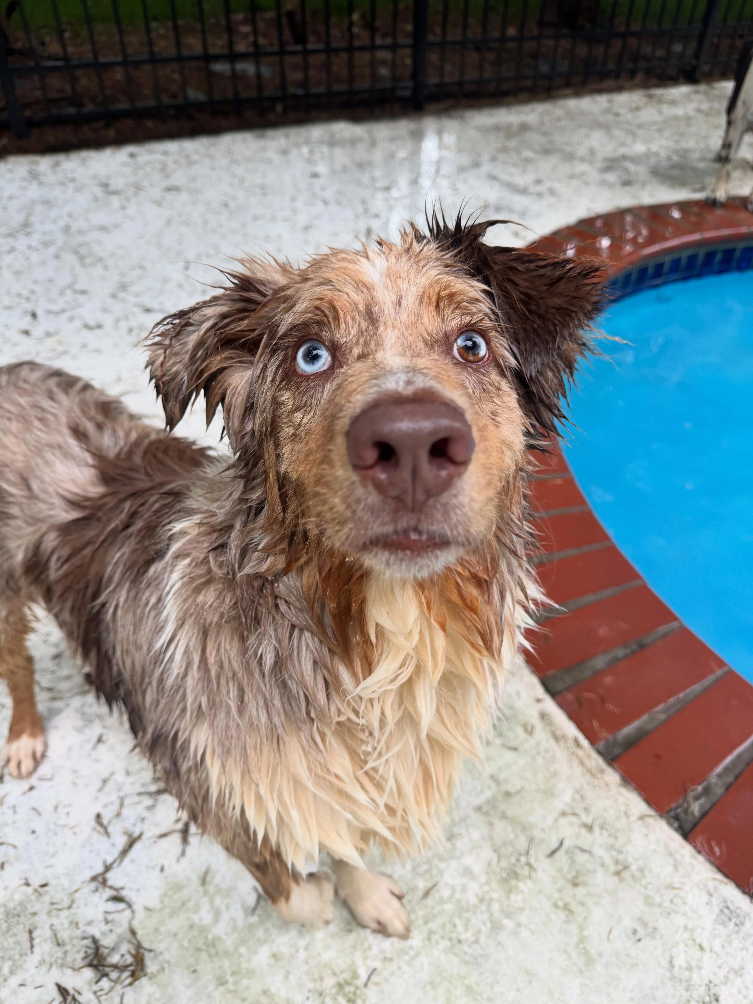 Doug and Archie are some soggy boys this afternoon!