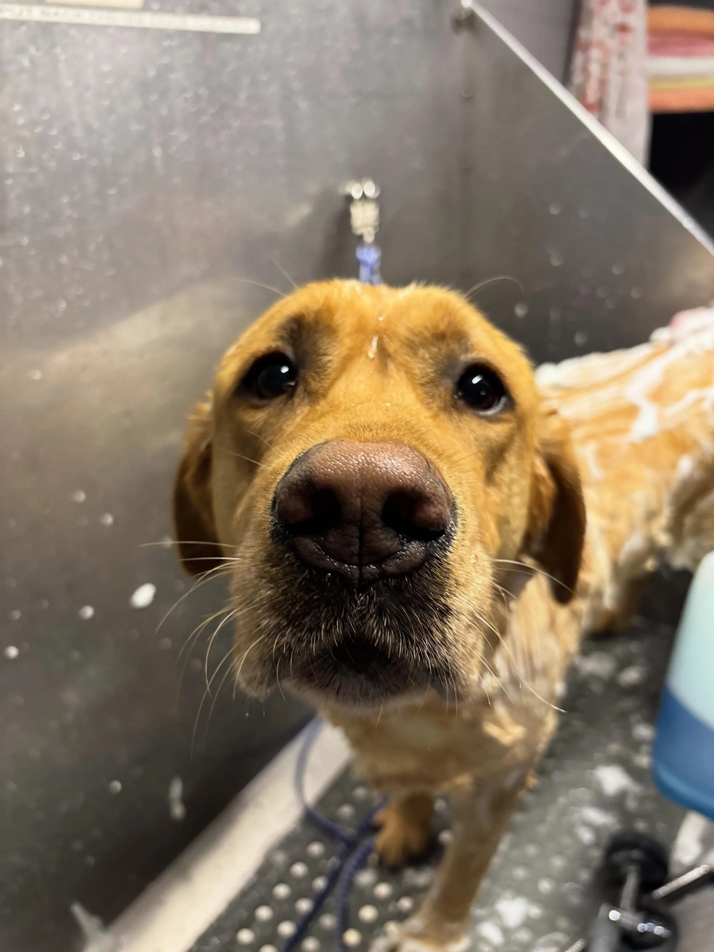Canyon and River love their bath time!!