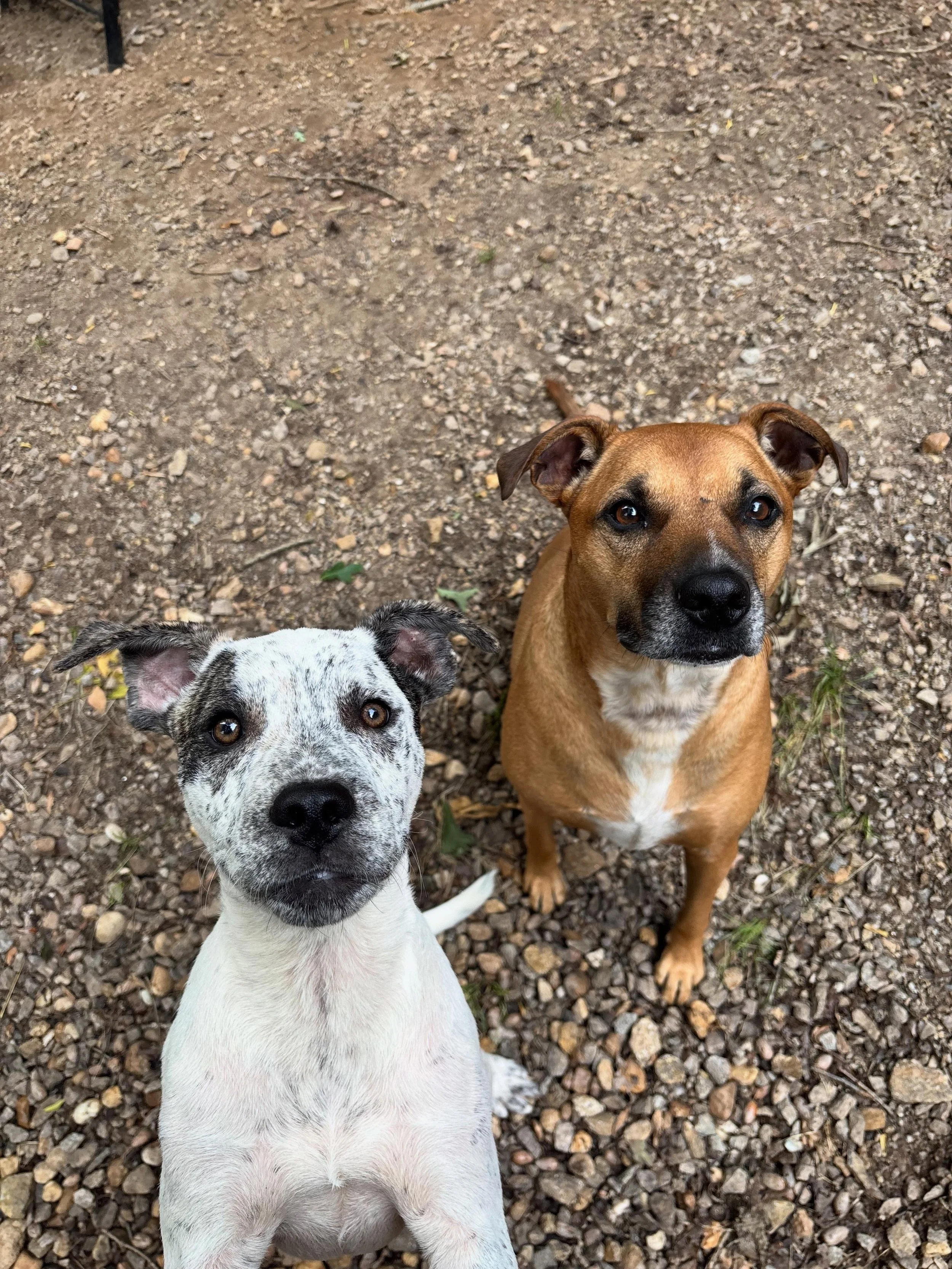 Max and Moose are the sweetest duo!
