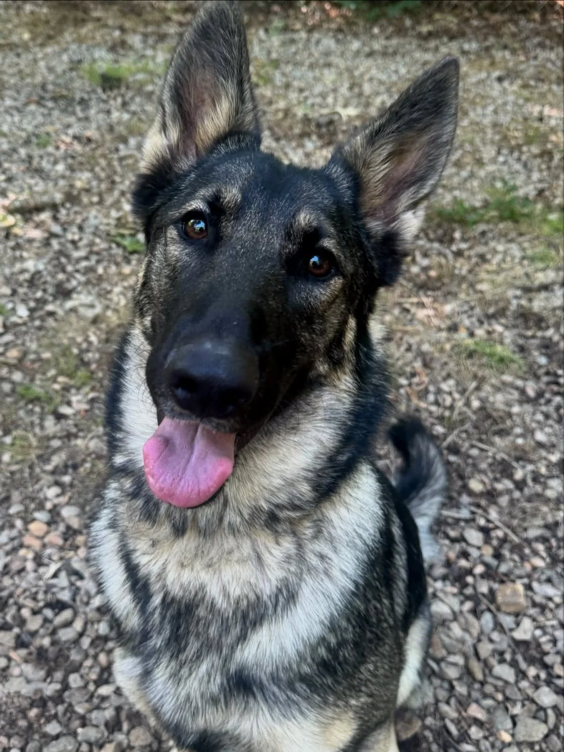 All smiles from sweet Mojo!