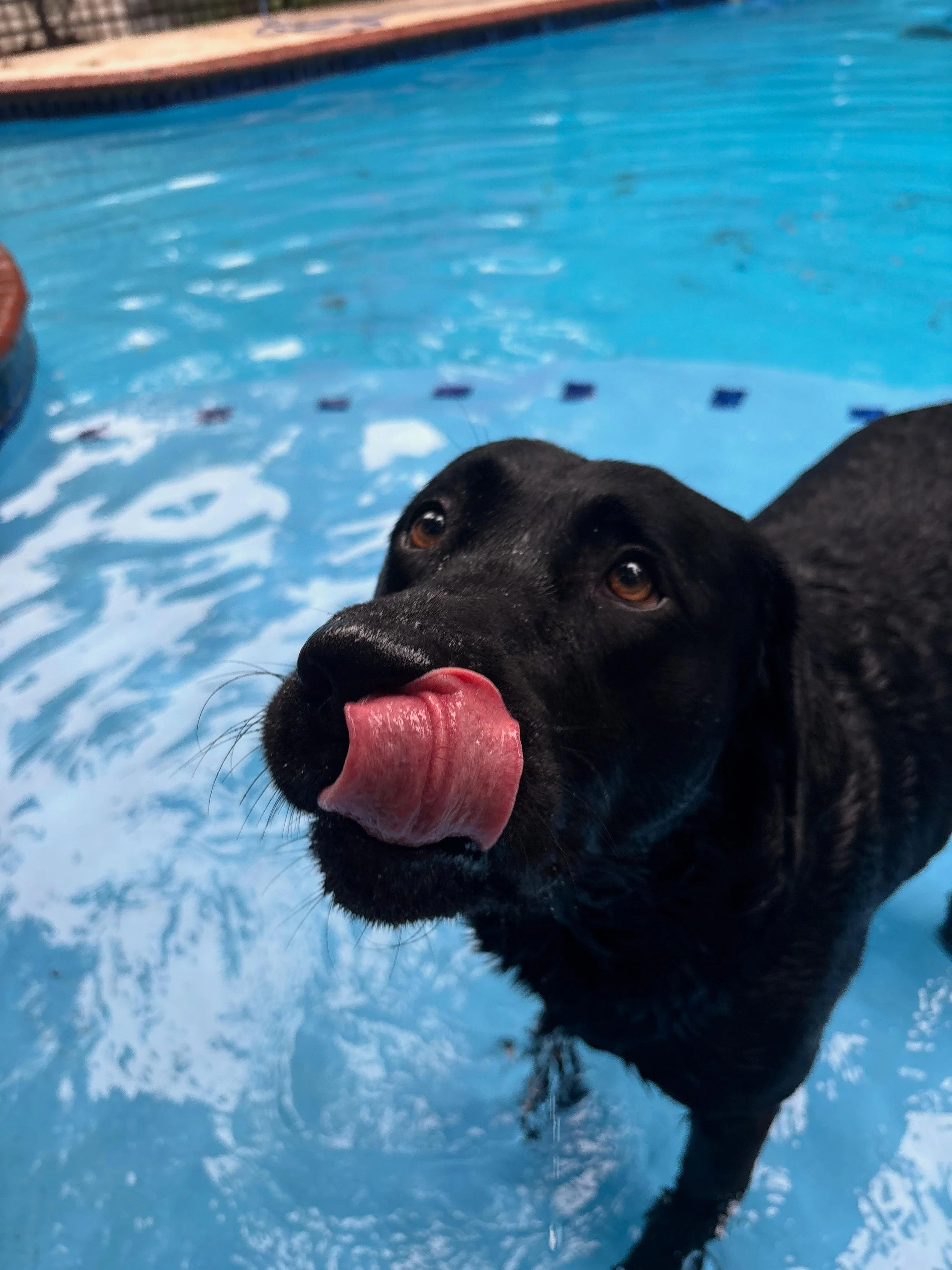 Dyno and Shadow are out for a Memorial Day swim!
