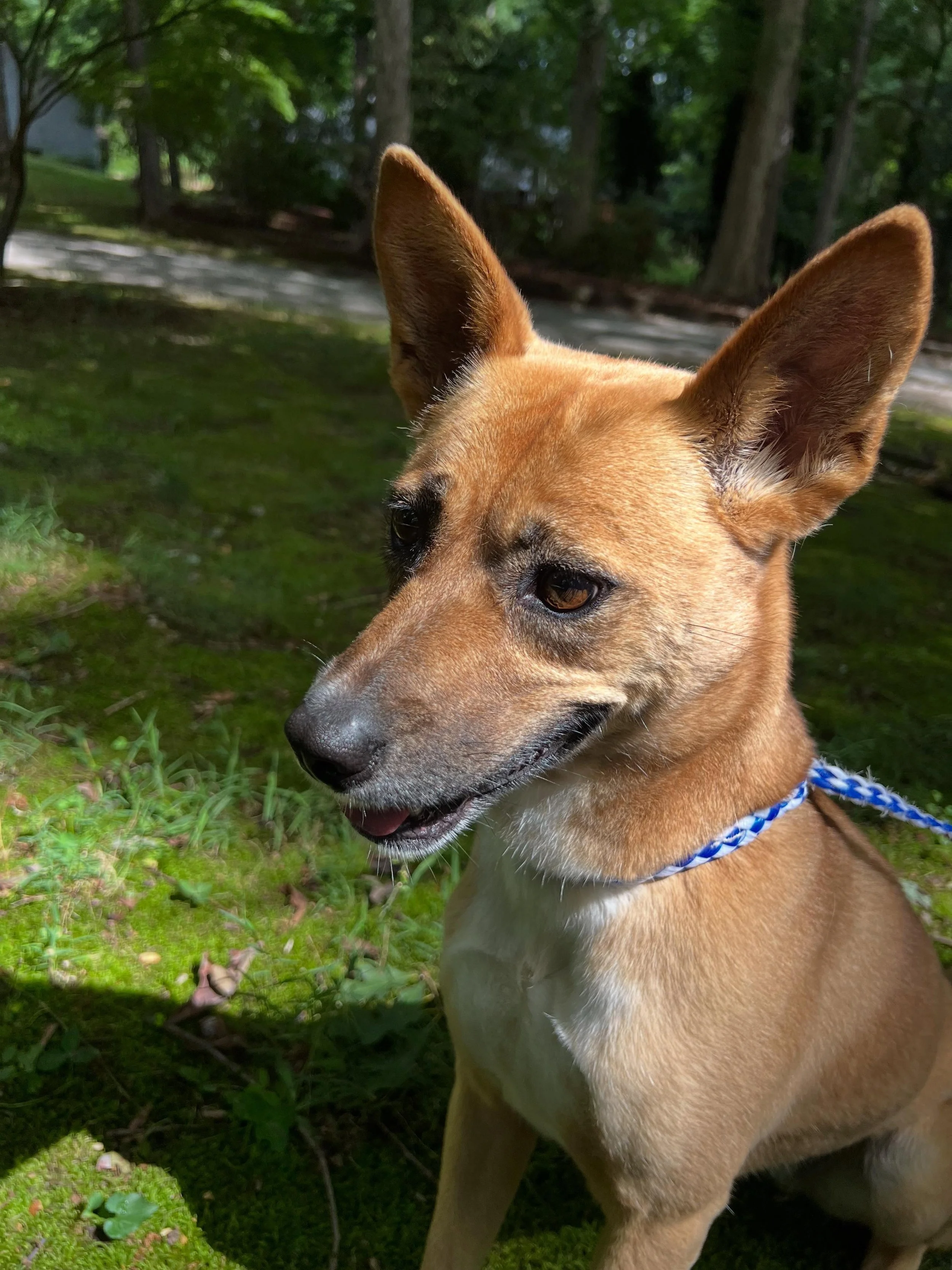 Phoebe loves her nature walks!