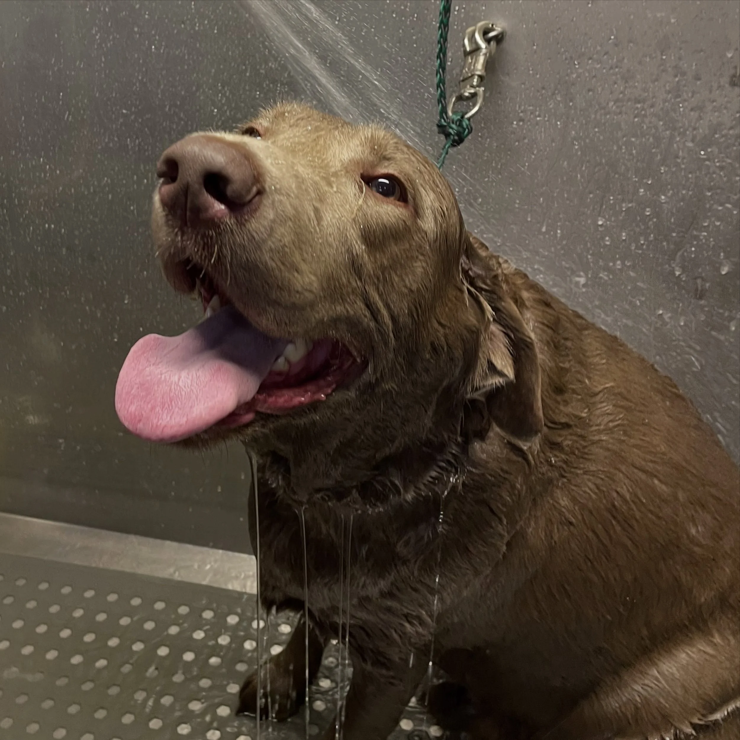 Sweet boy Gandalf loves a good bath