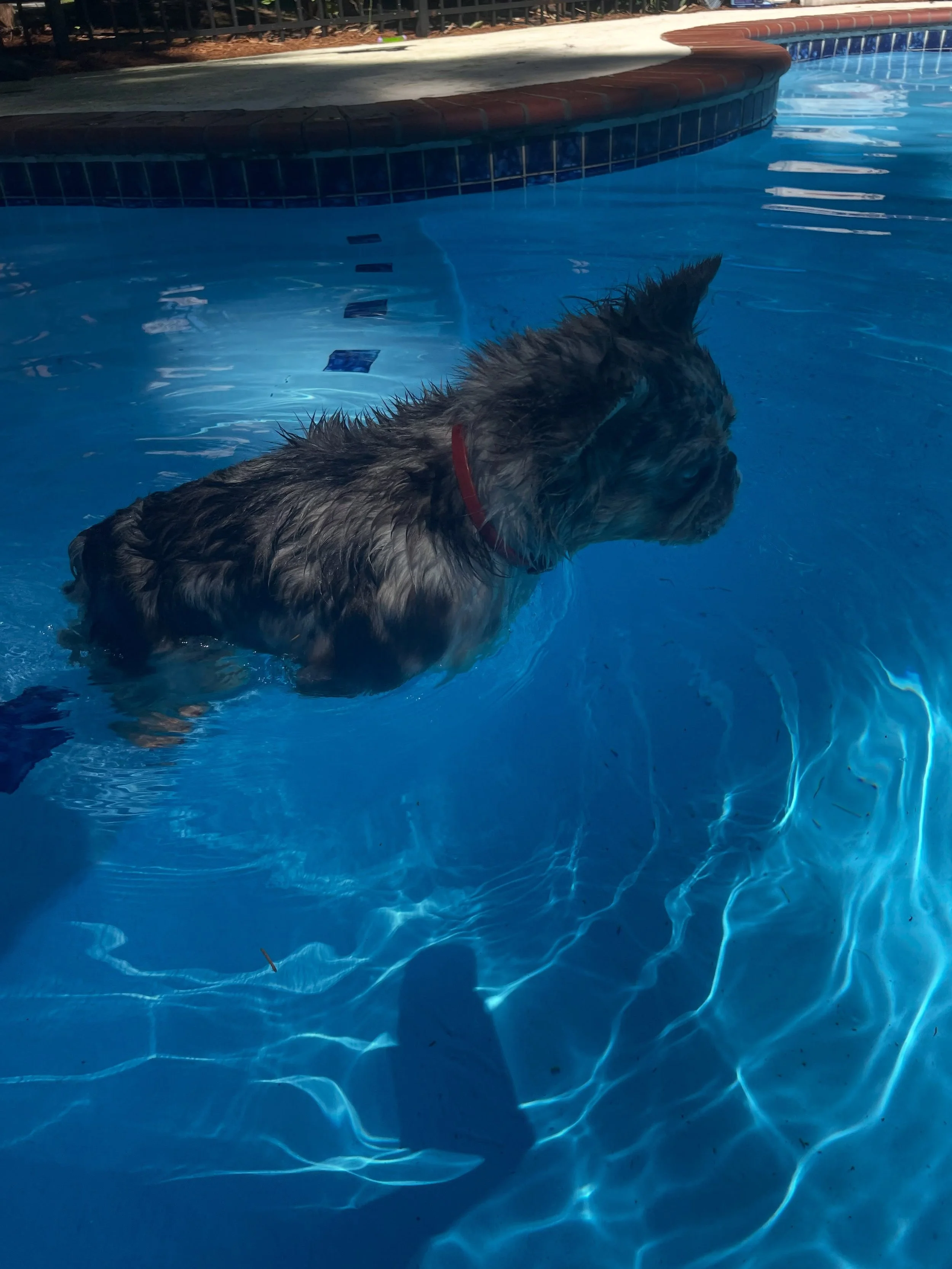 Fergie loves her swim time!