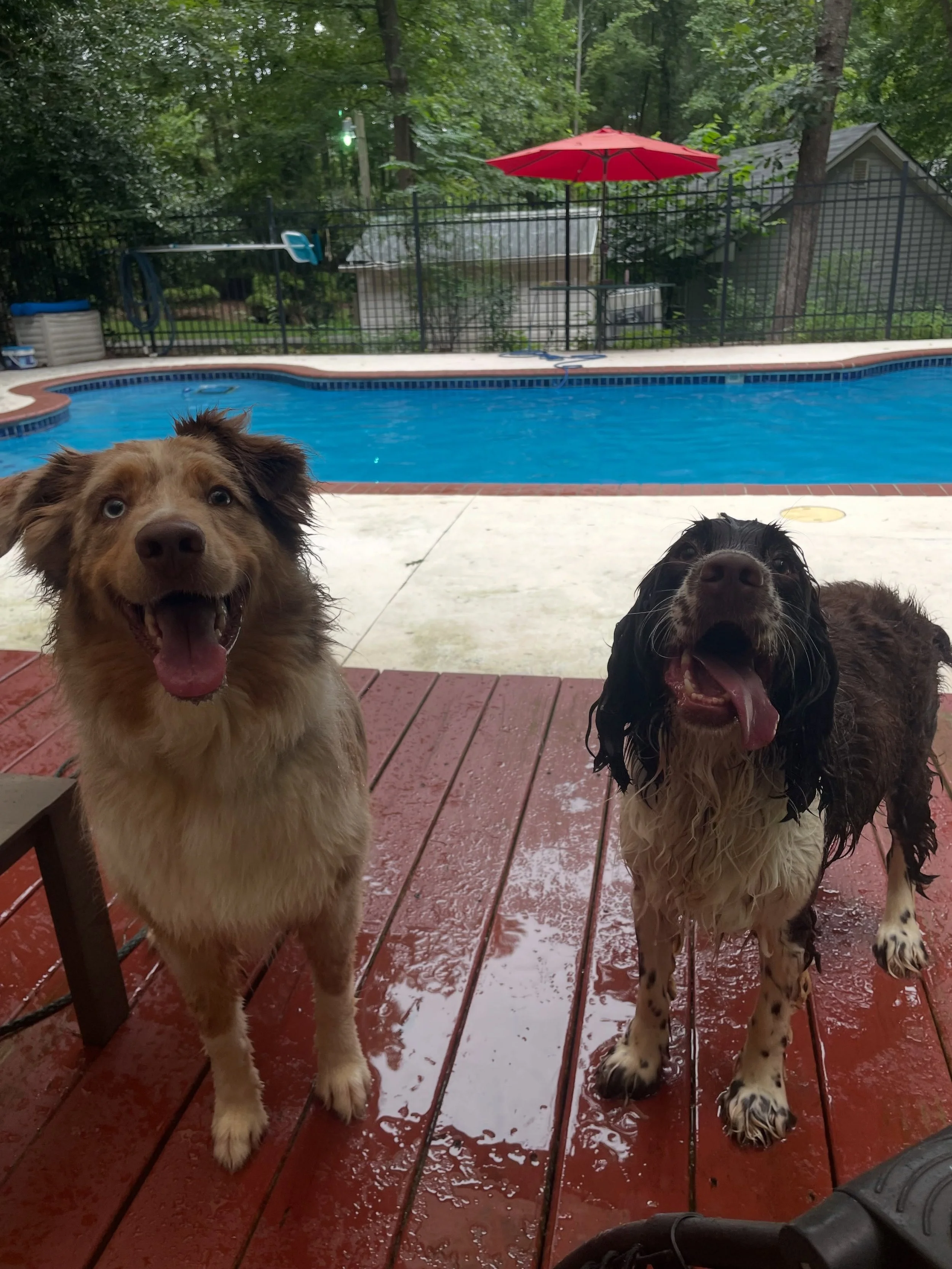 Doug and Archie enjoying the pool
