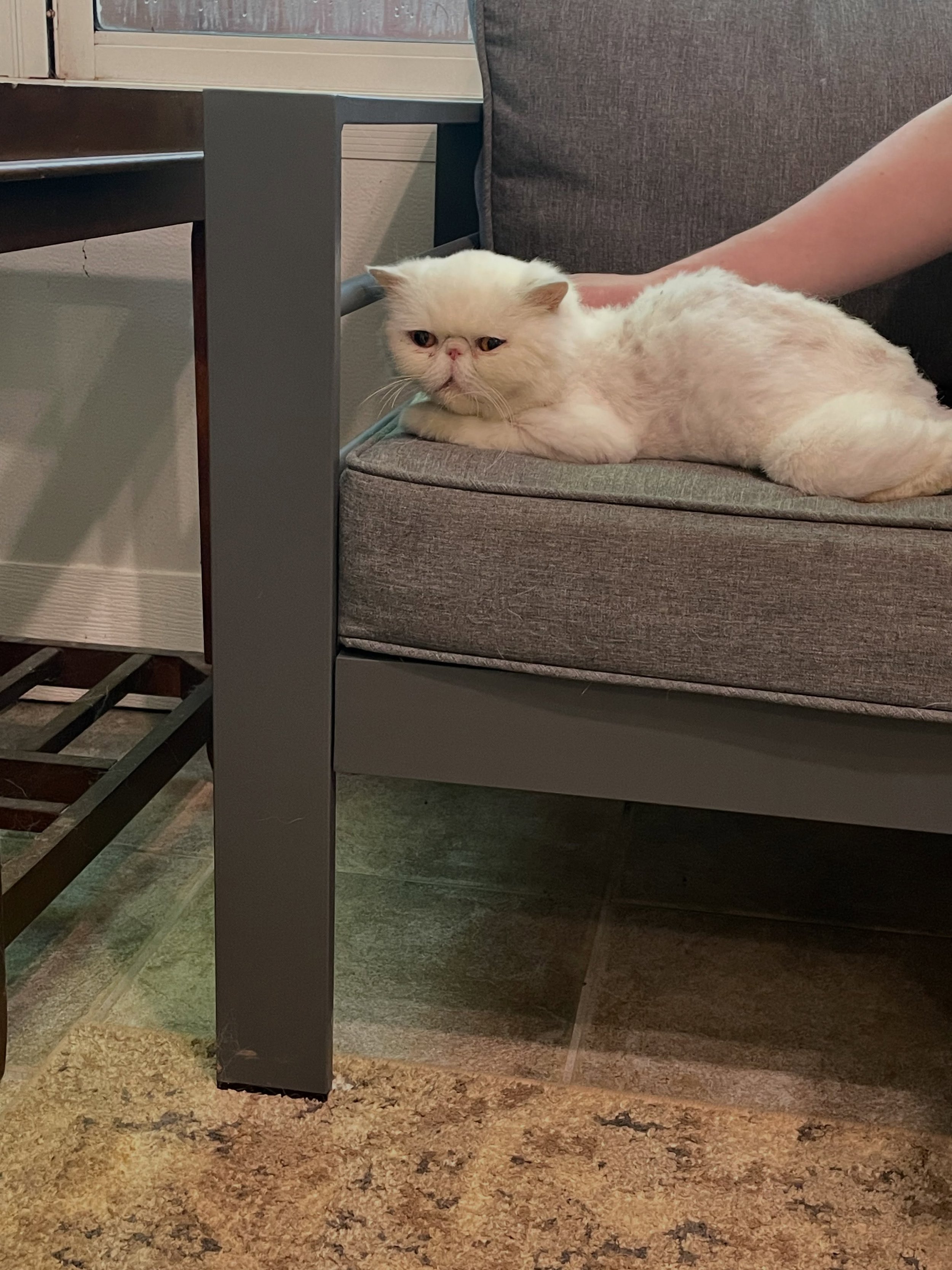 Elizabeth Taylor loved hanging out on the couch and getting some love this morning. She wishes she could stay there all day with someone petting her.