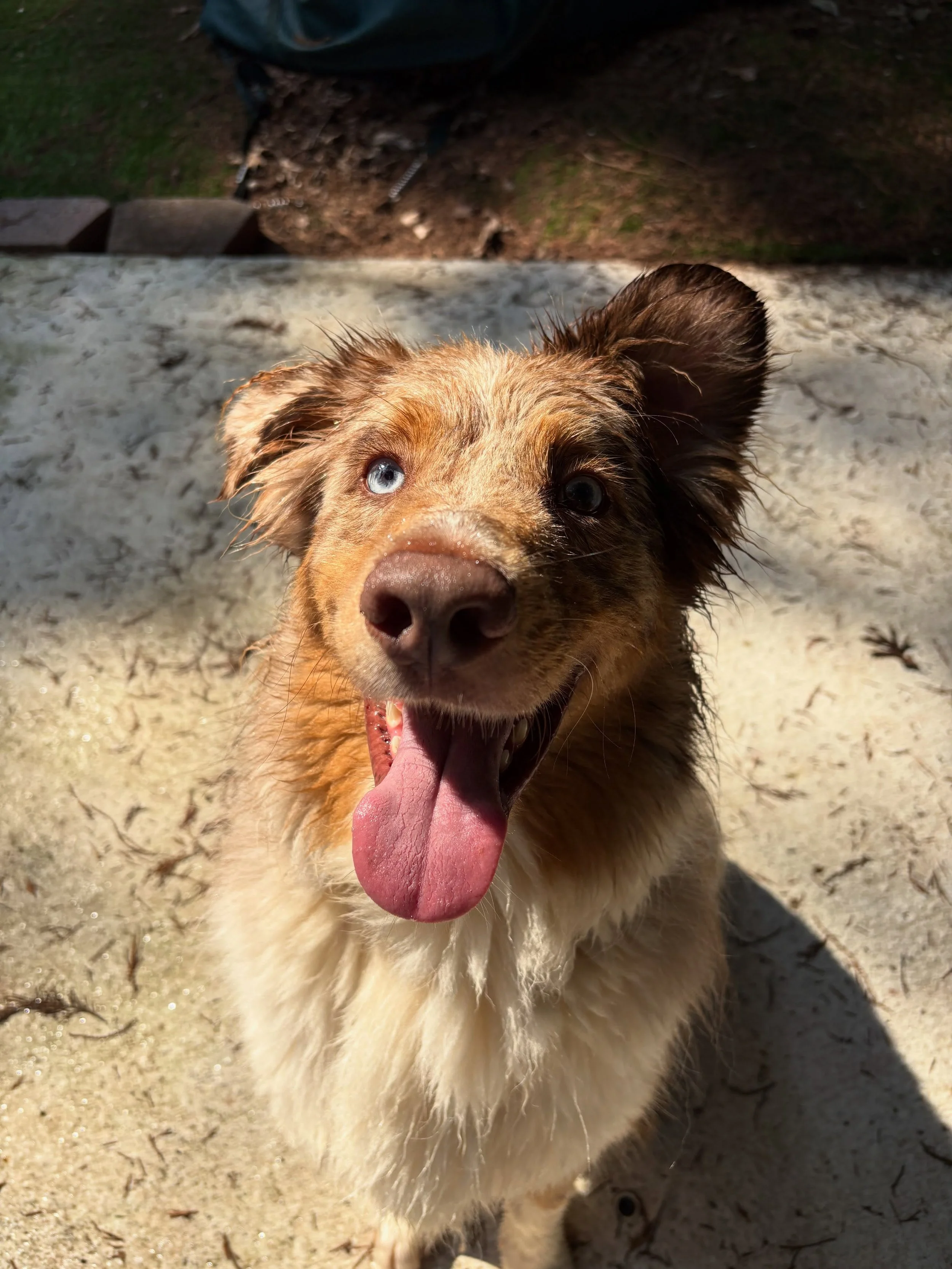 Doug having a blast swimming and soaking up the sun poolside with his brother Archie.