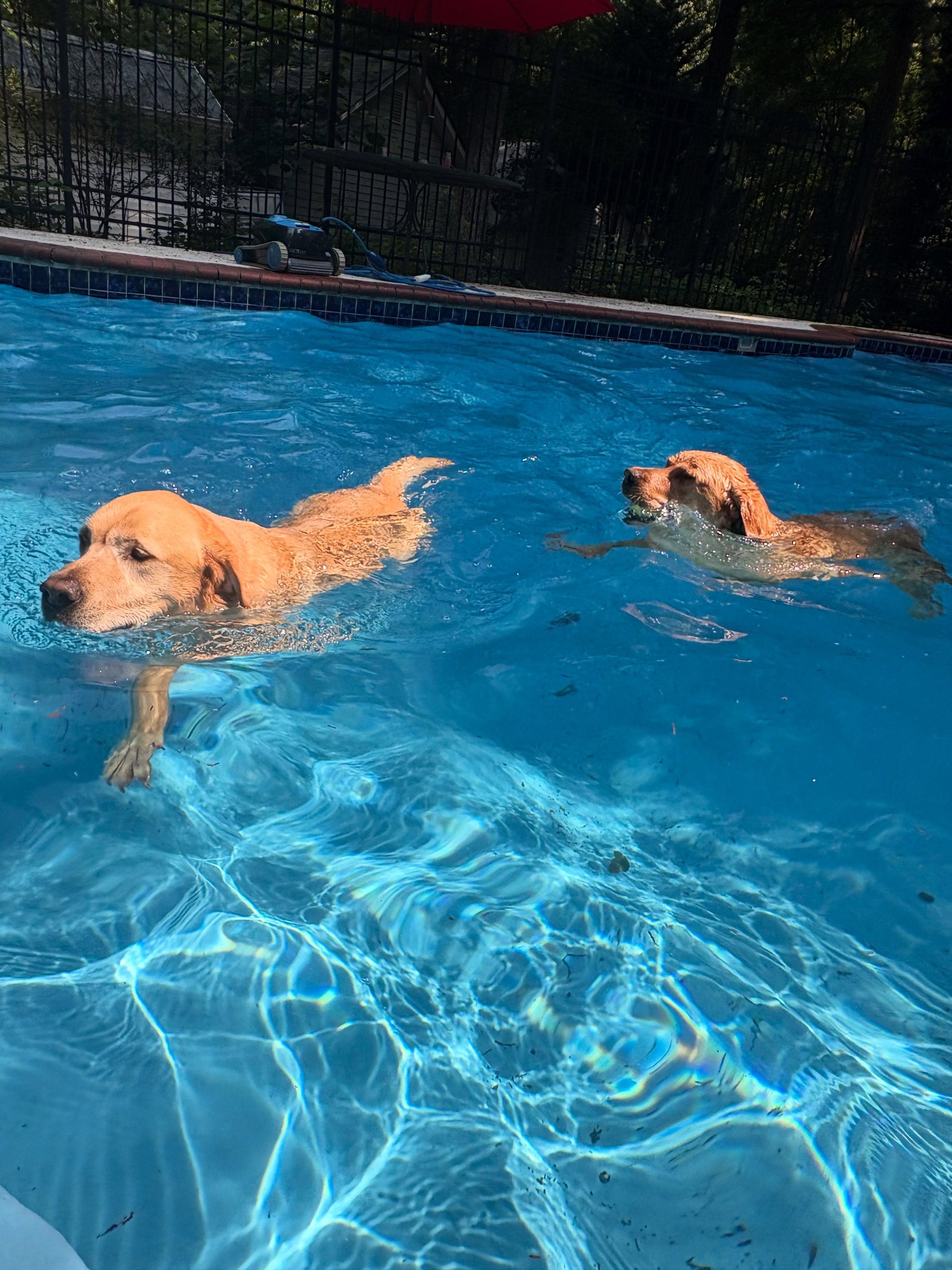 Canyon and River are loving the water. They say it&rsquo;s a great way to cool down today