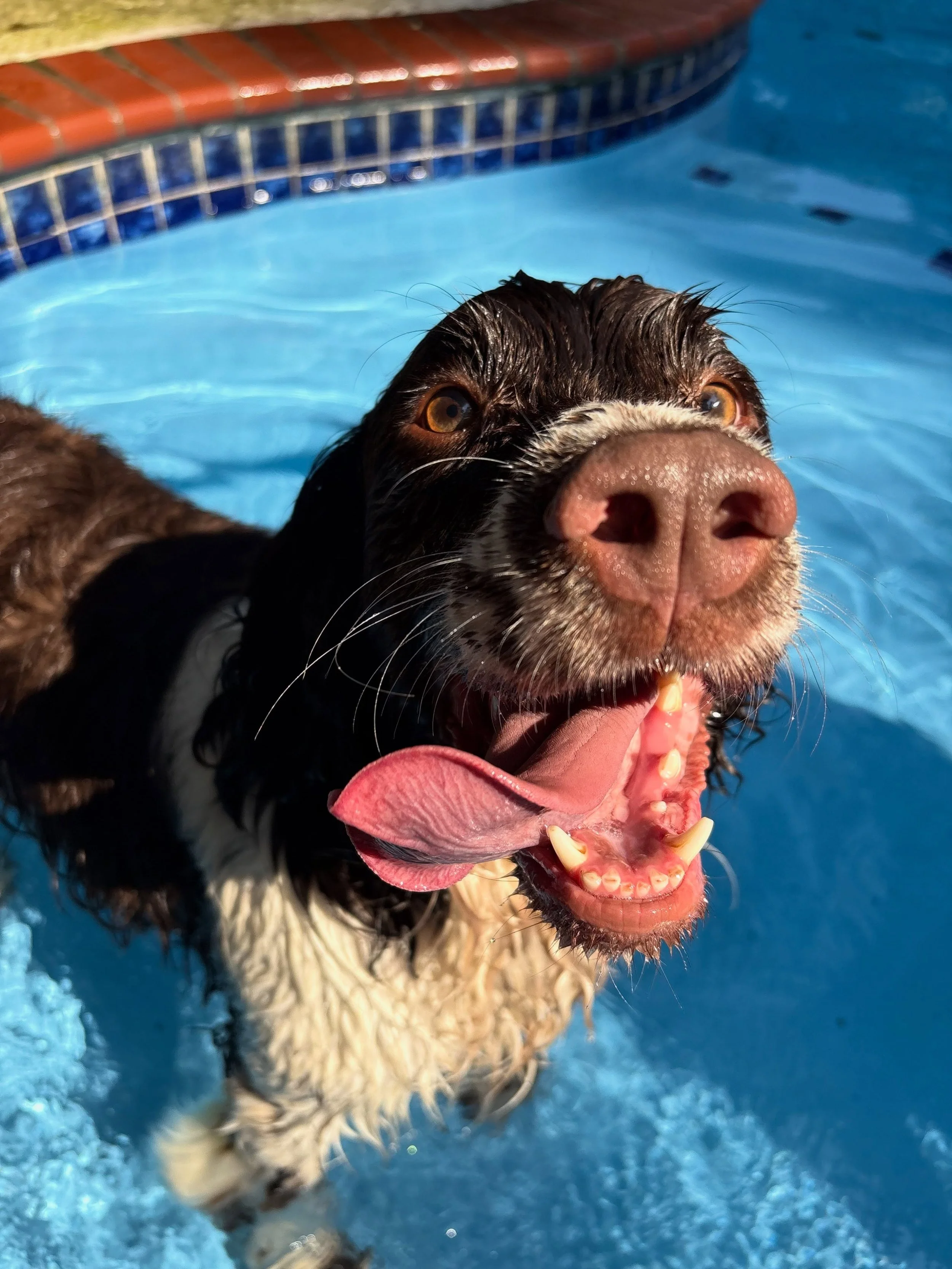 Archie wants all his friends to come and join him in the pool today. He&rsquo;s having so much fun with his brother Doug.