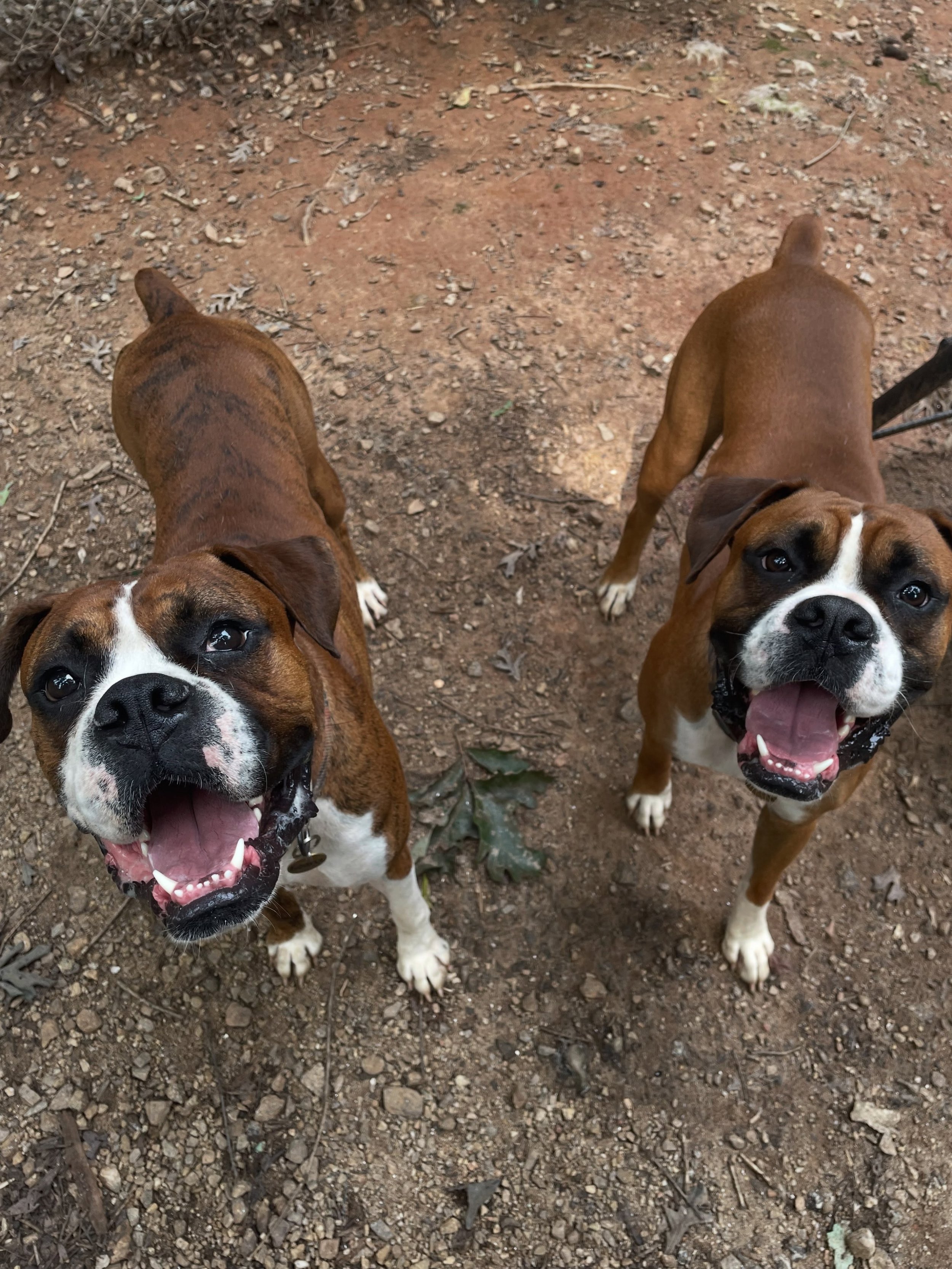 Maverick and Goose may not be flying high in the sky like their namesakes, but they are loving their time in the sun together.