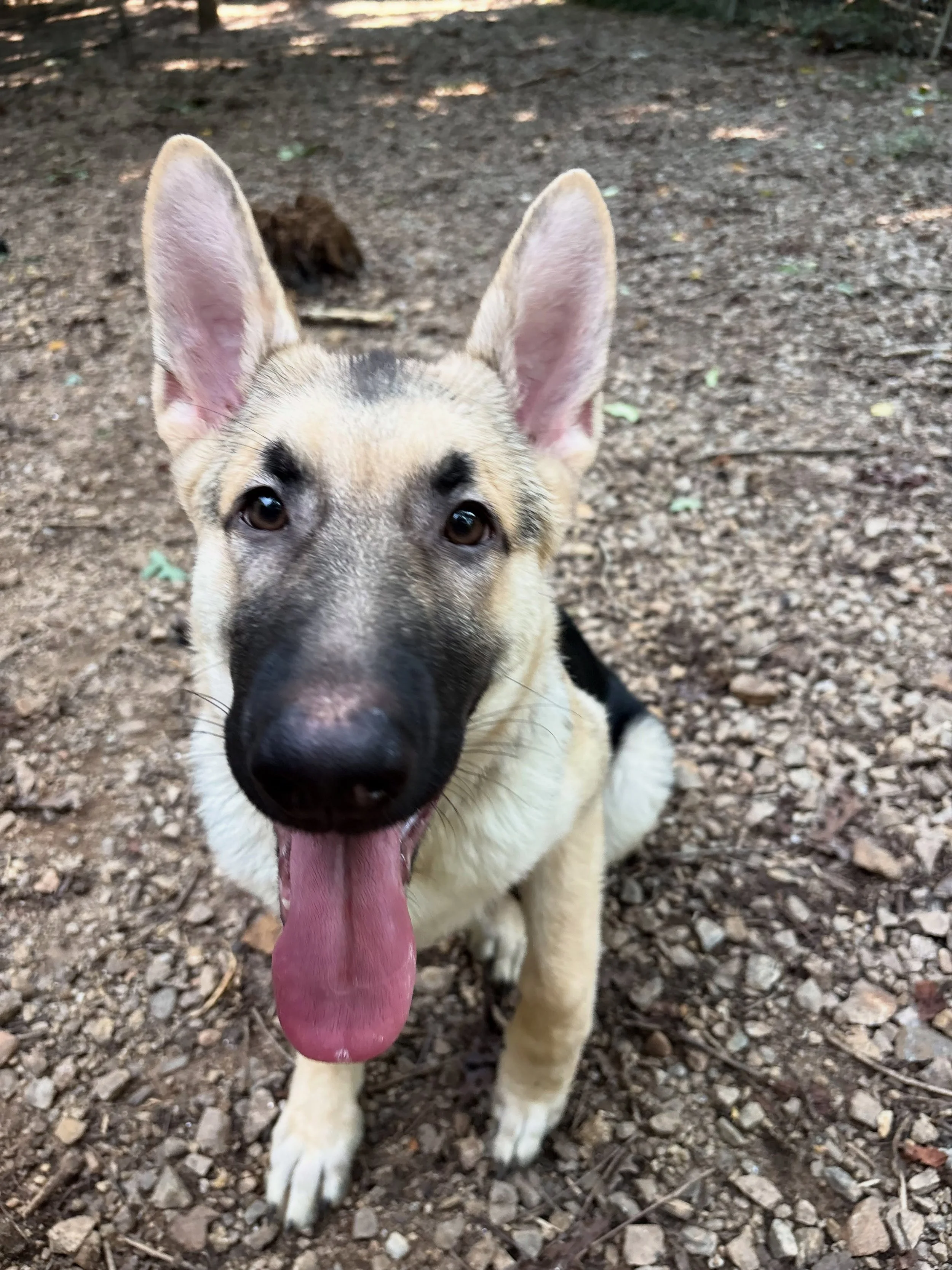 Rocky having a blast exploring his new area and playing with staff