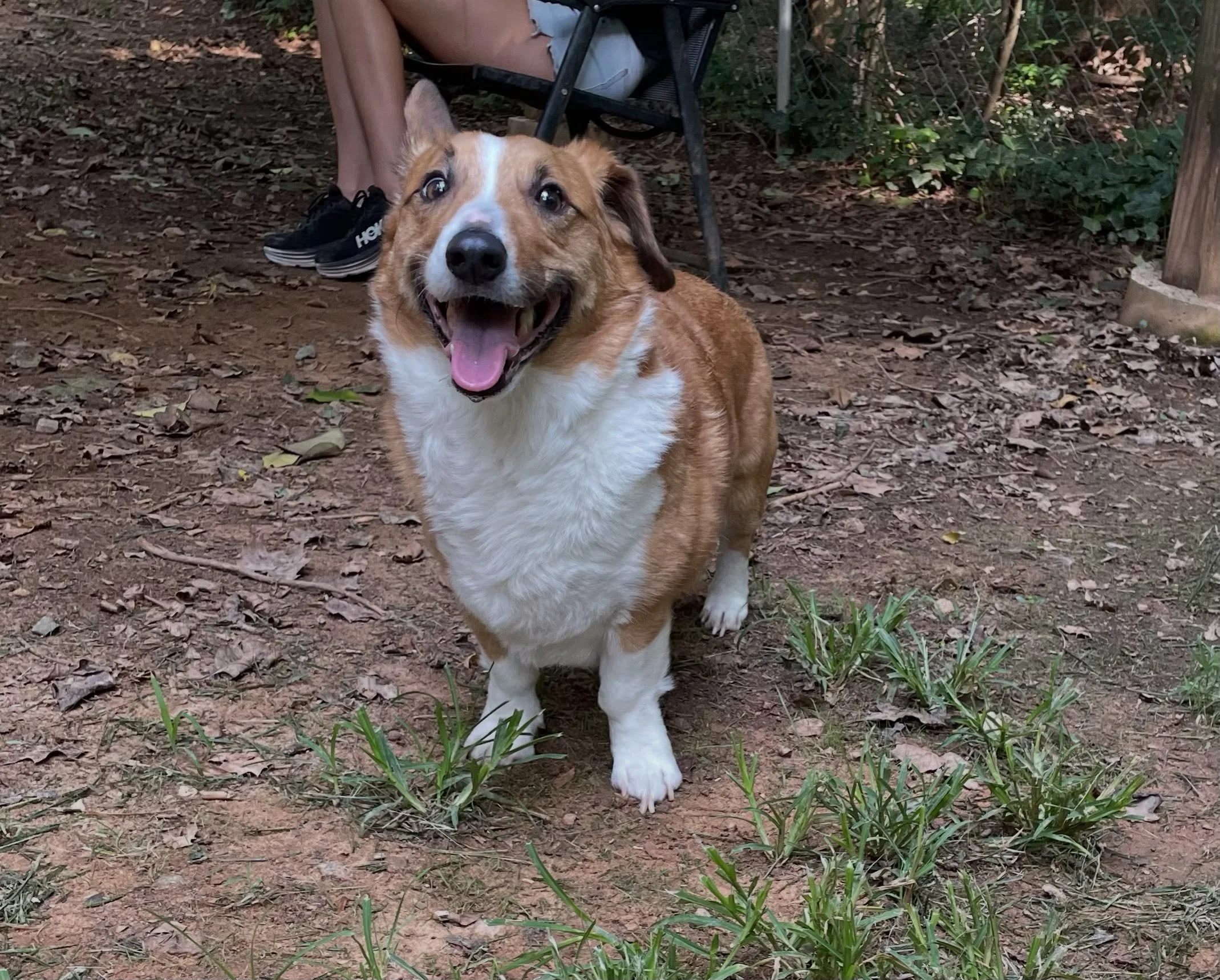 Maxwell is out and enjoying time in the yard with staff