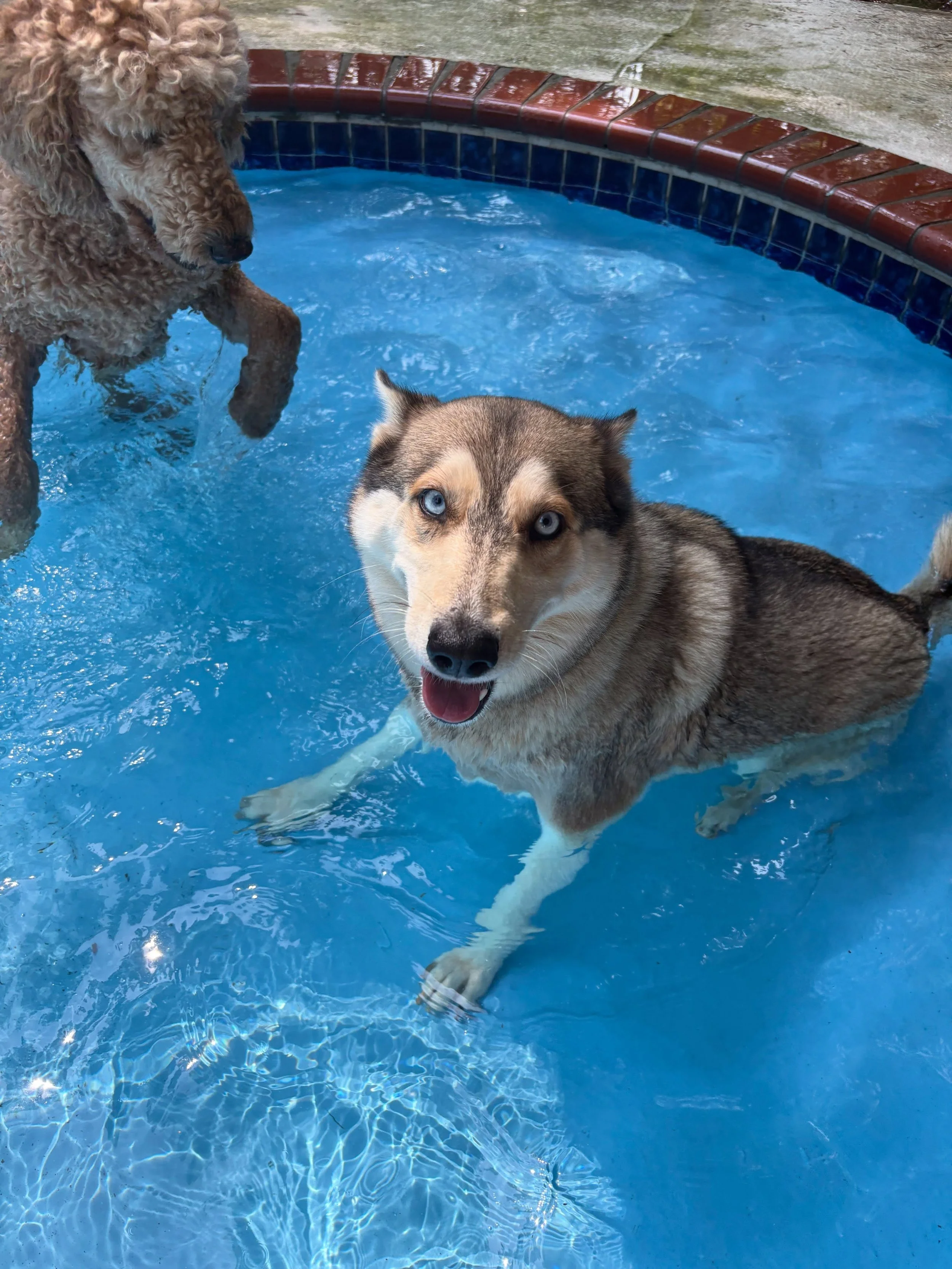Honey Bee and Nova loving their time together in the pool.