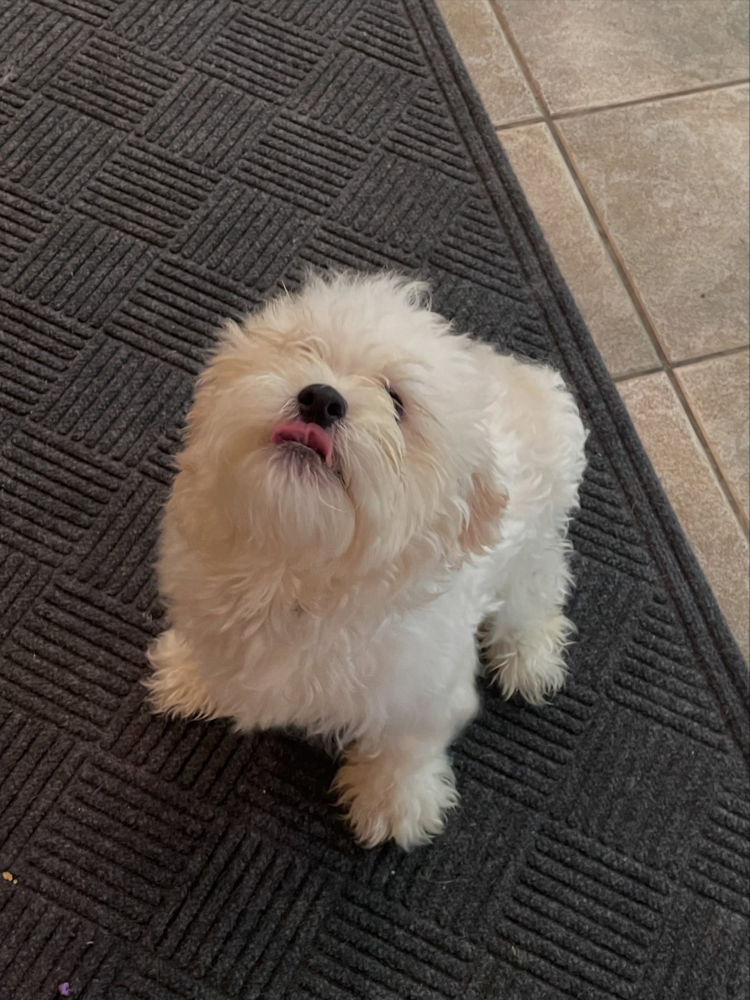 Winston maybe early for tongue out Tuesday but he couldn&rsquo;t help being silly in the office this morning