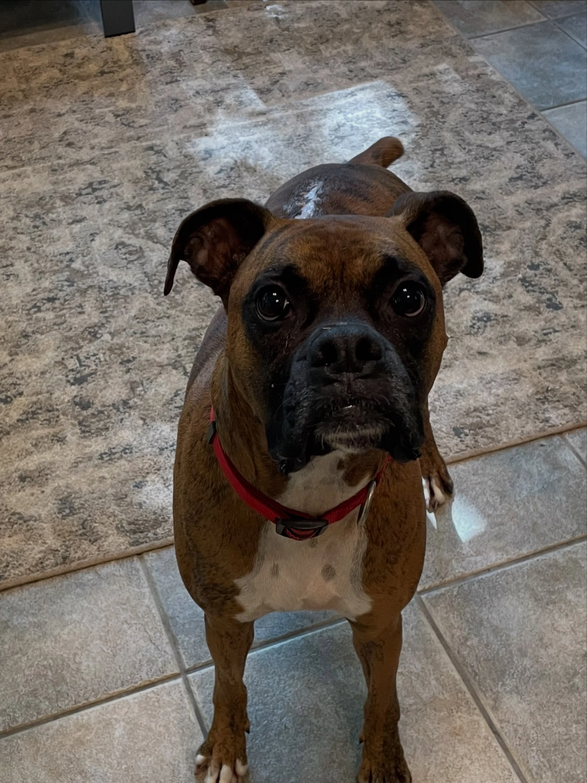 Judge got some time out in the office. He was full of play and romps. Such a sweet boy