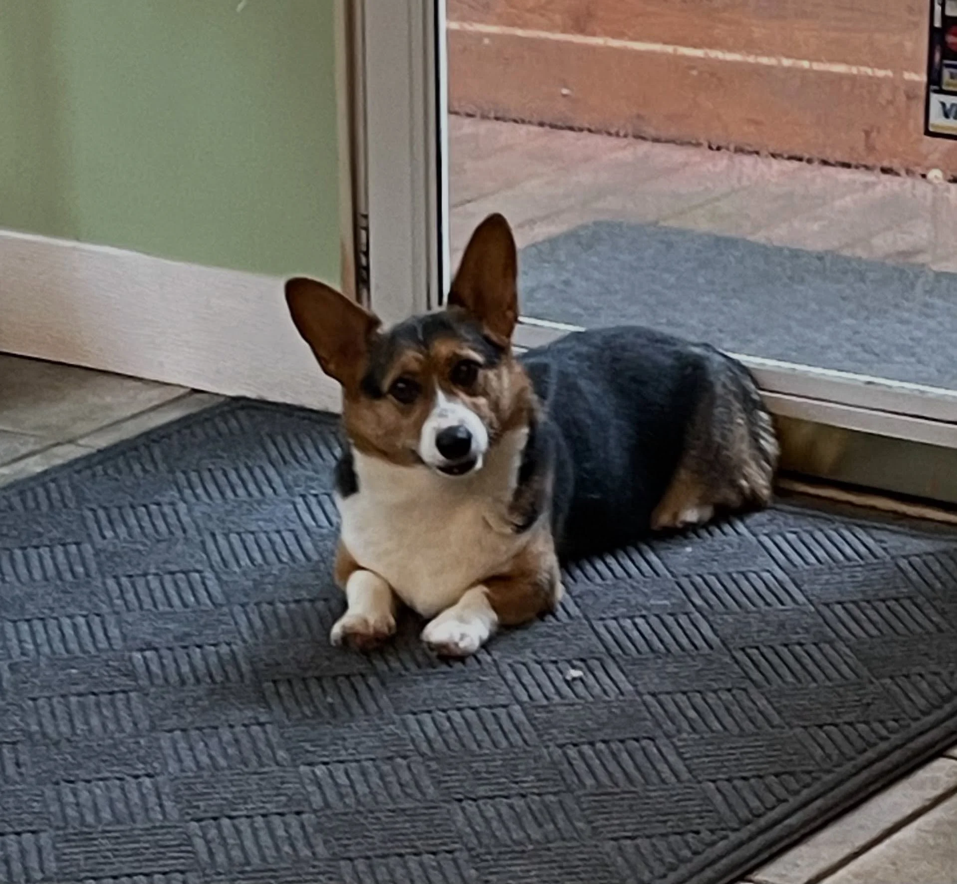 Chloe just hanging out in the office