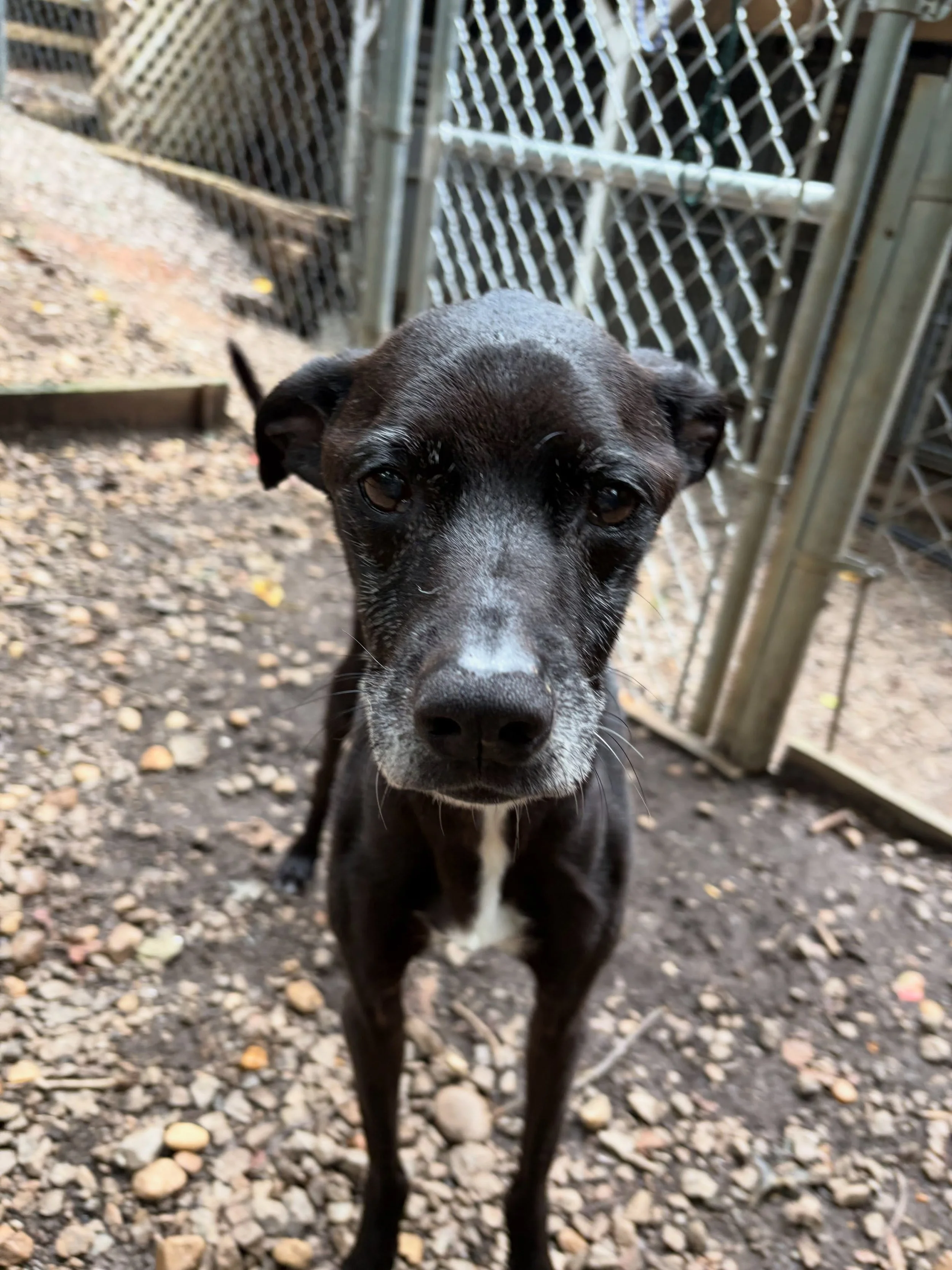 Huck hanging out in the playing yard and getting some love