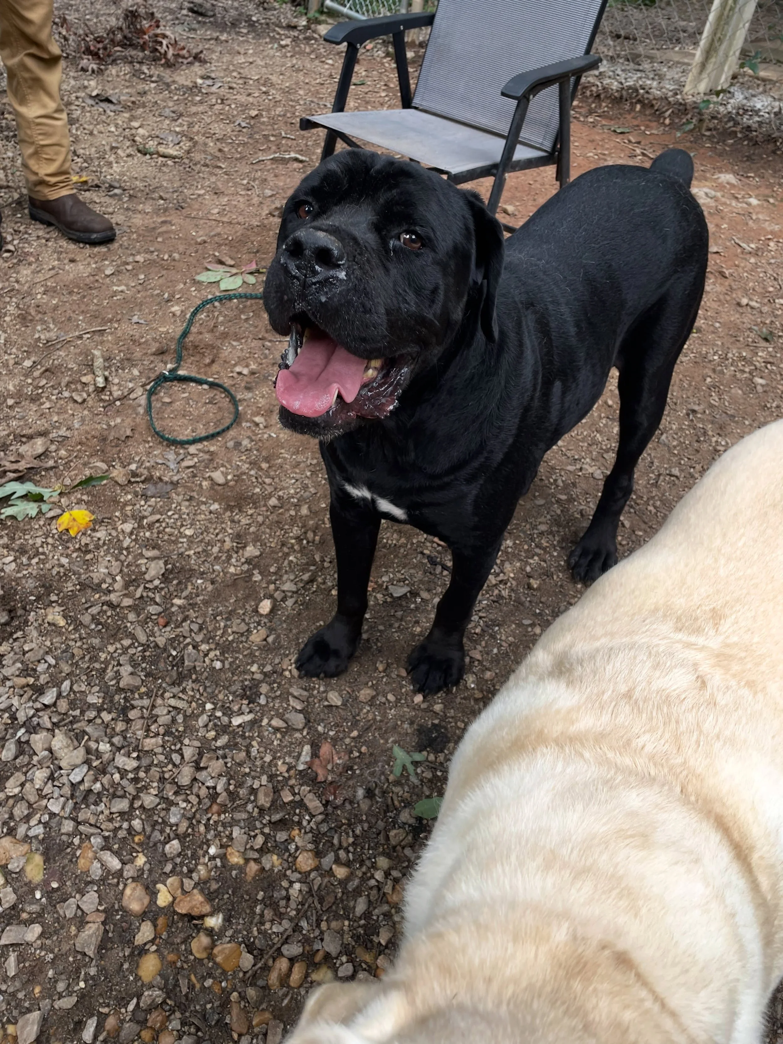 Kairo hanging out with his sister, Dixie, in the play yard with staff.