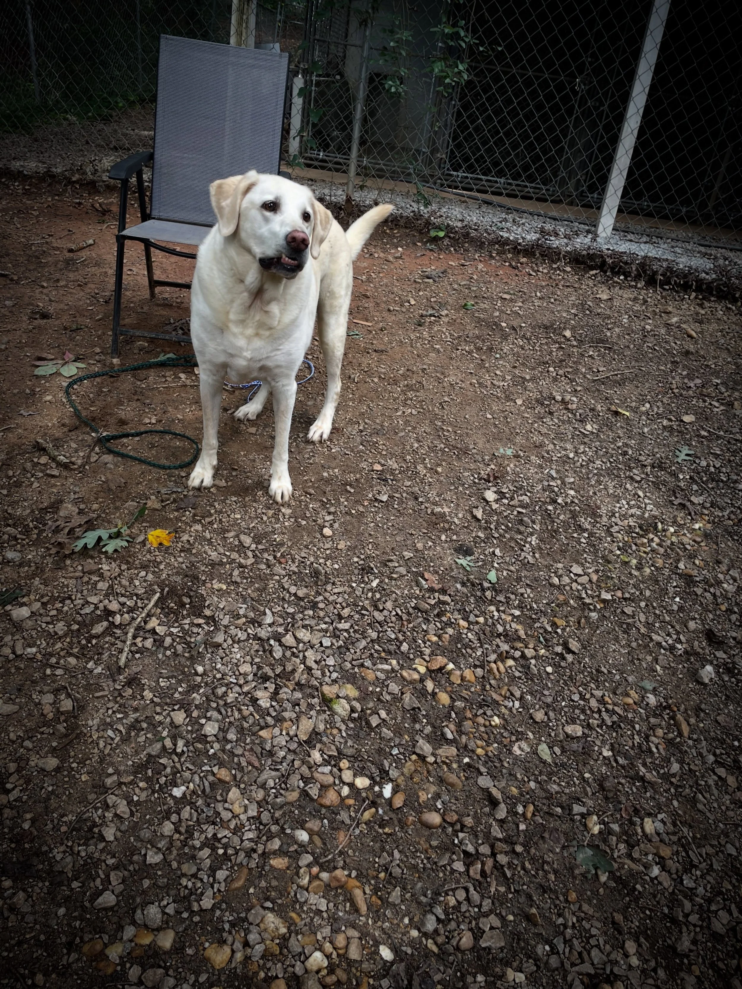 Dixie enjoying sometime in the play yard watching the birds go by.