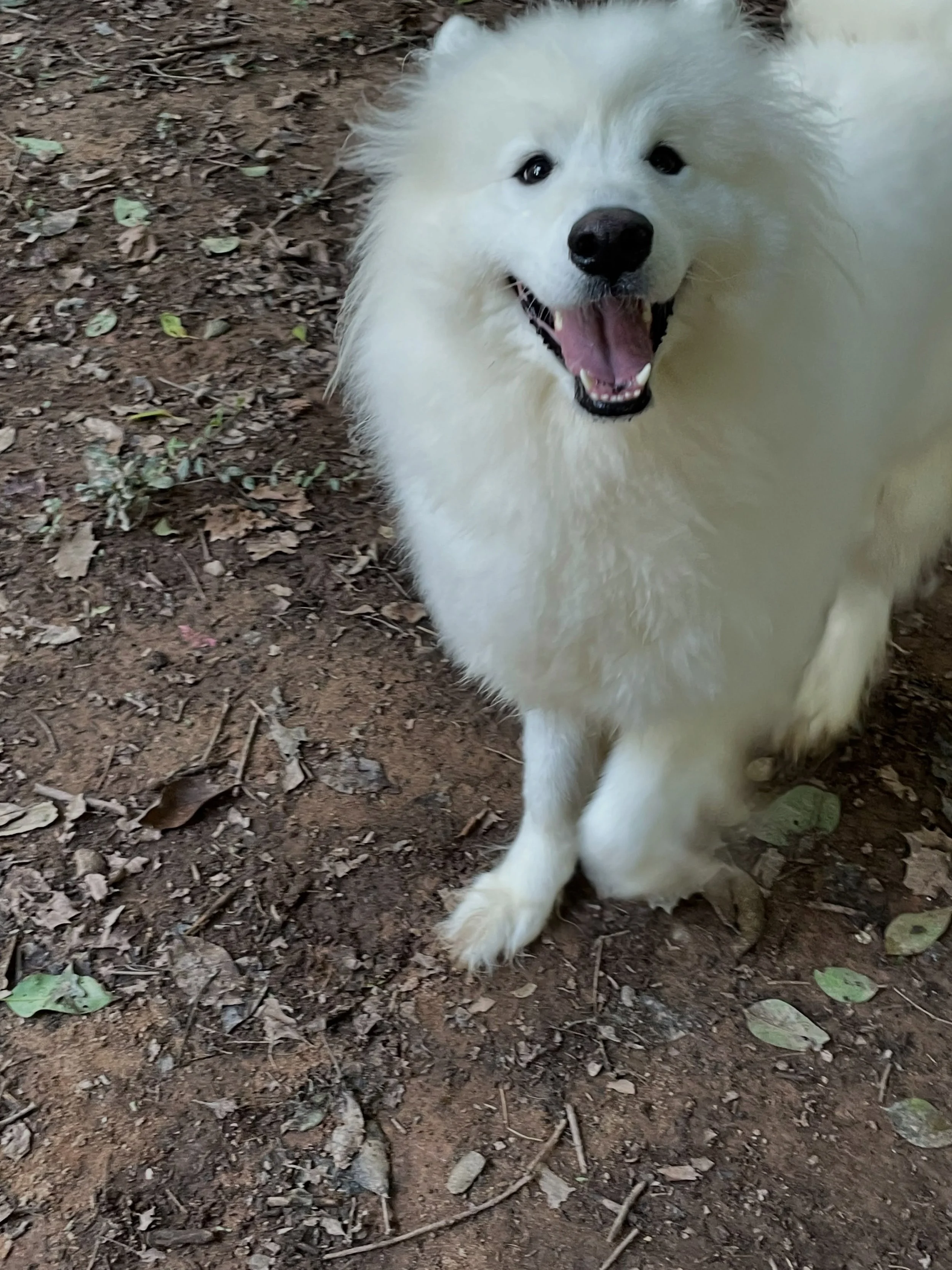 Hanging out with this fluff monster named Wowo. Had a great time outside and he loved the attention