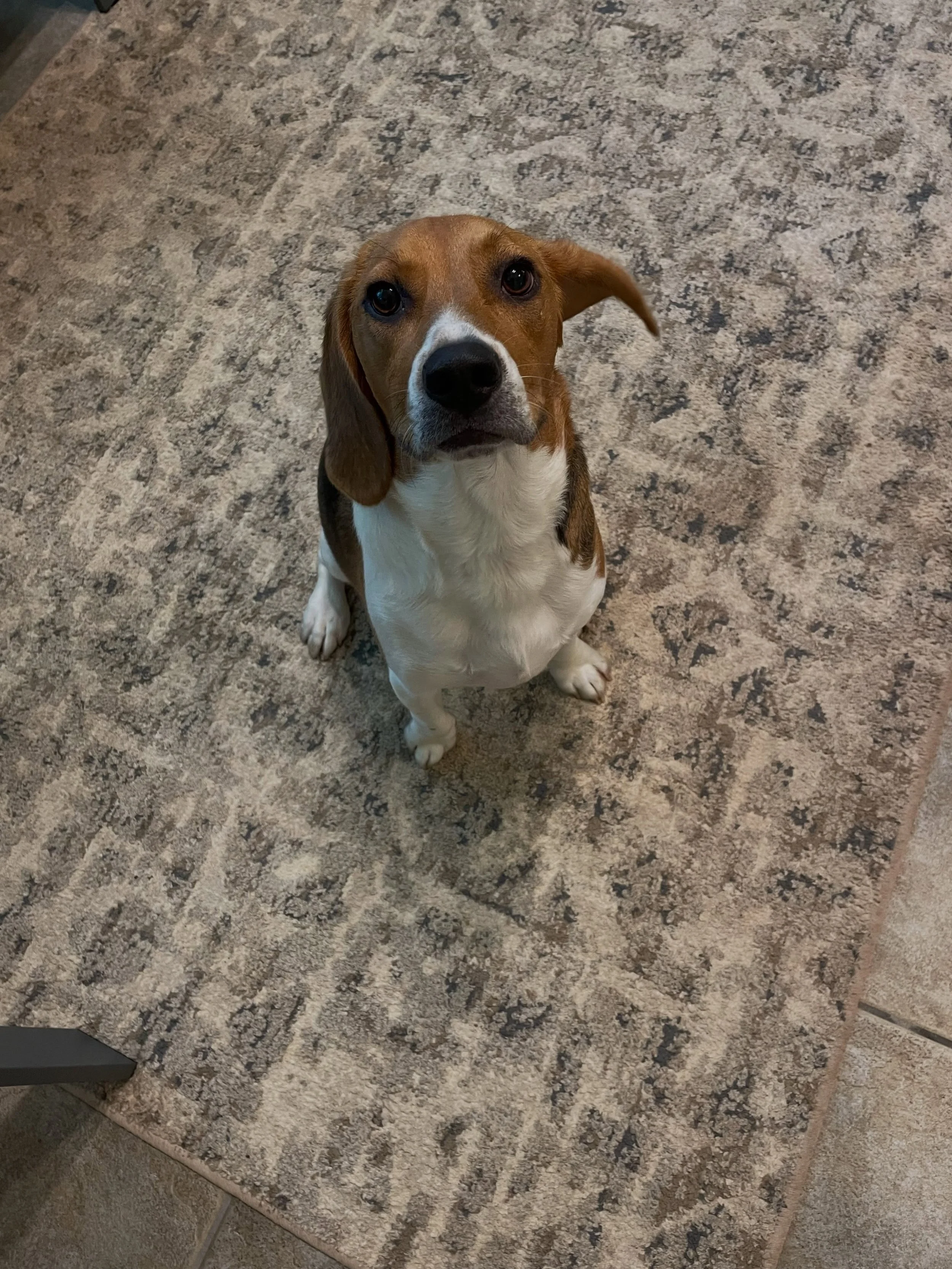 Chase is waiting so patiently for his jerky treat this morning before heading out on a walk around the property