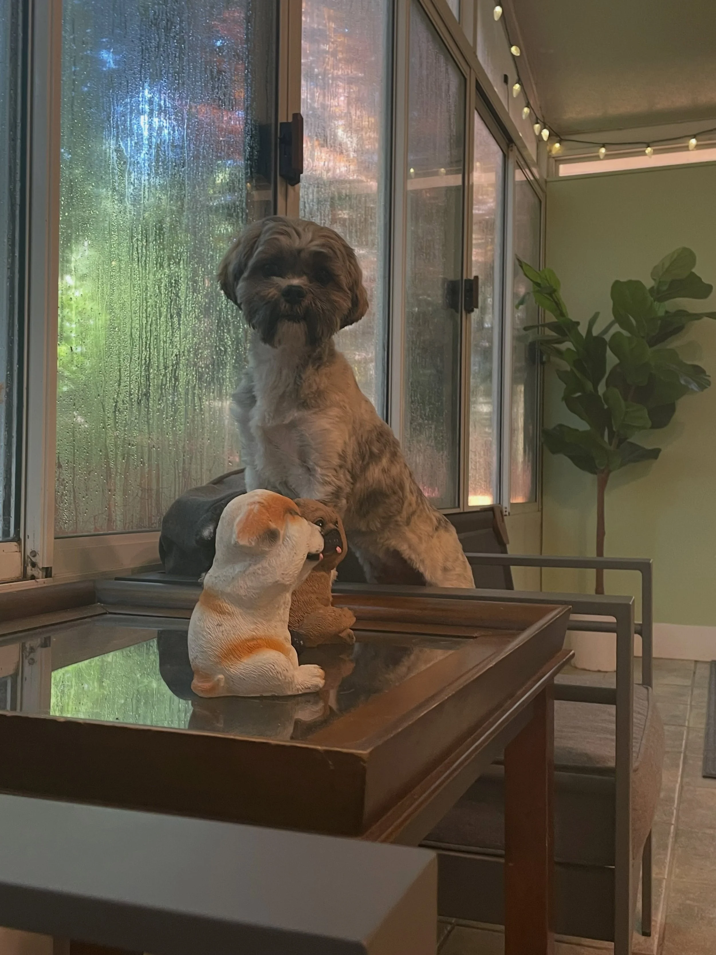 Benji is beating the heat in the office and enjoying the view out the window