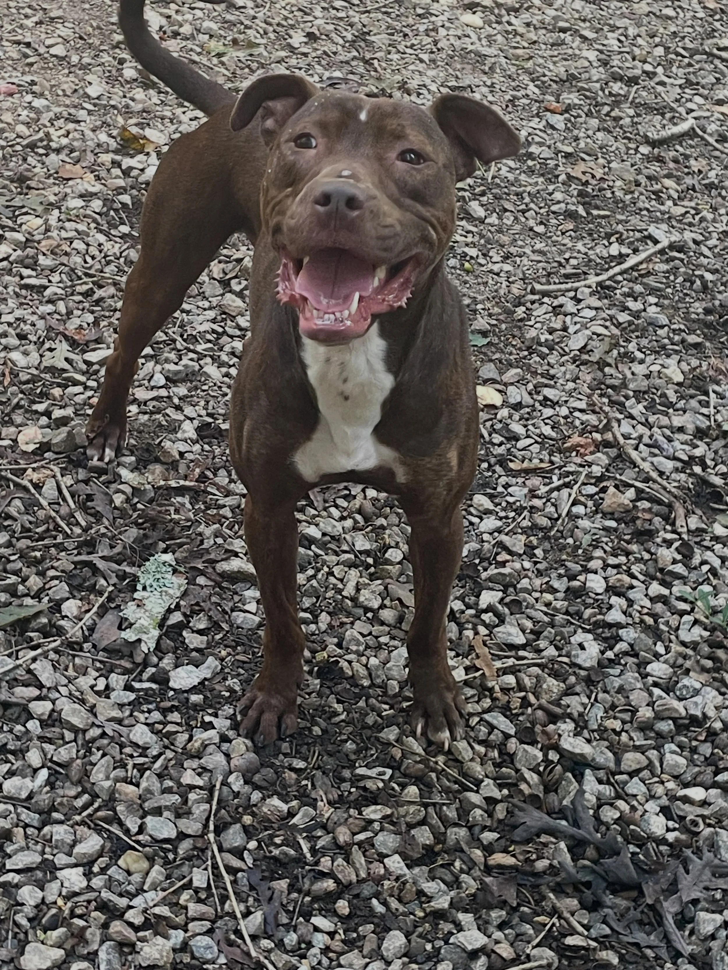 Dobi is a free elf enjoying his time in the sun. Such a sweet boy
