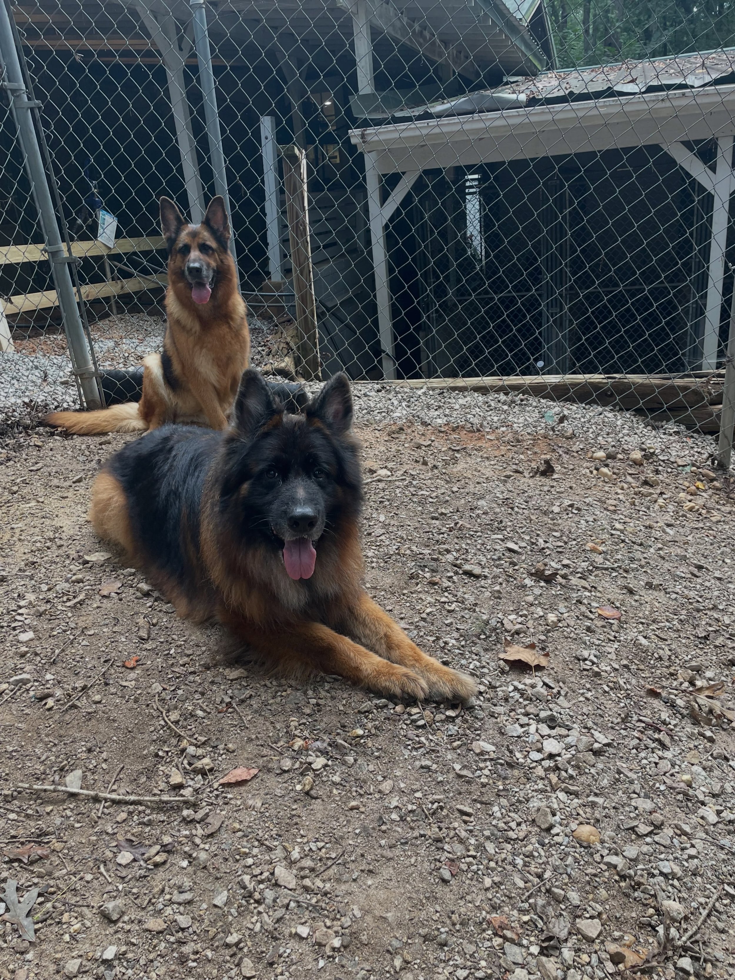 Pax and Delta enjoying sometime in the sun together