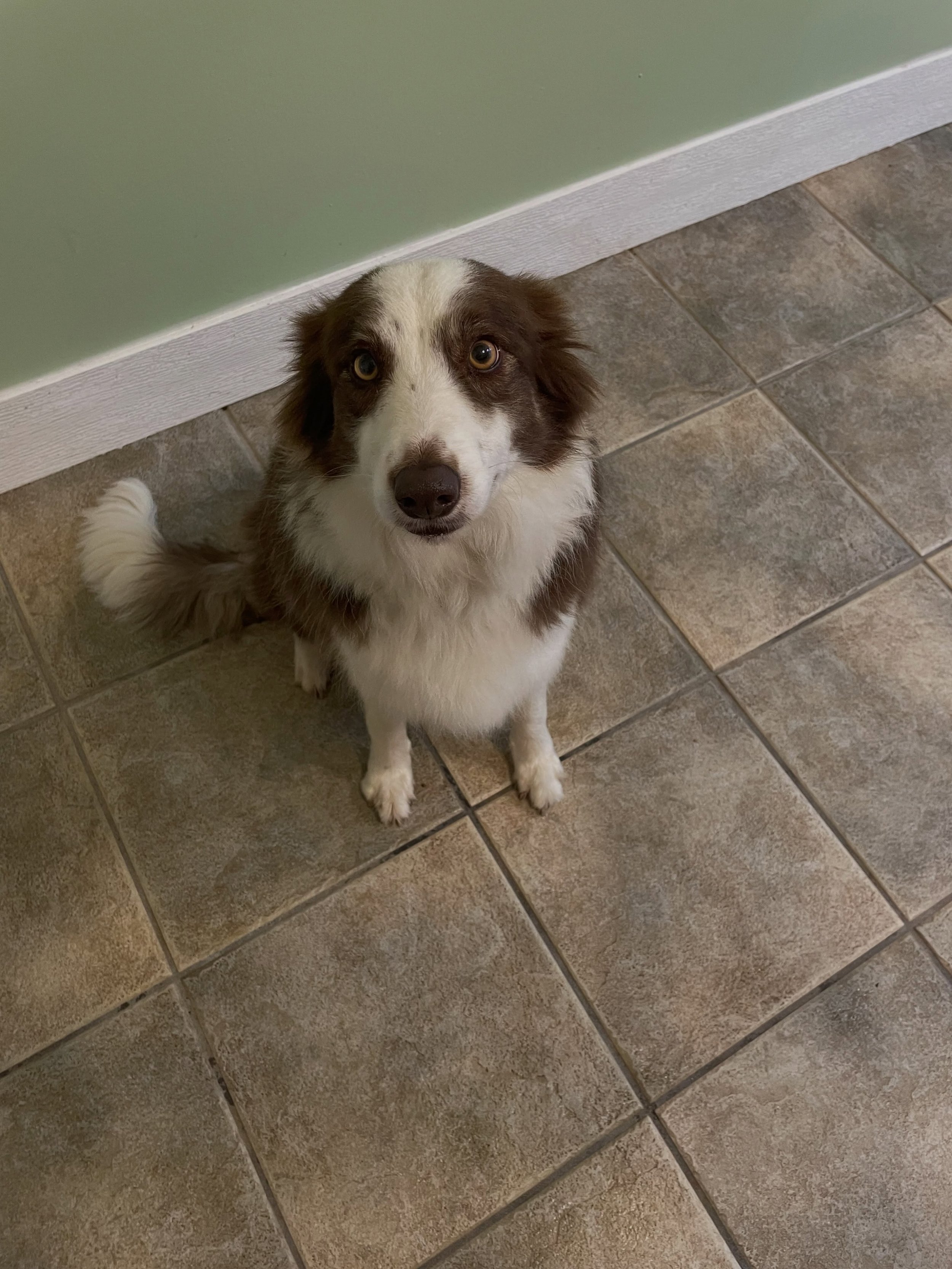 Sadie sitting so patiently for her treat this morning after which she got plenty of belly rubs