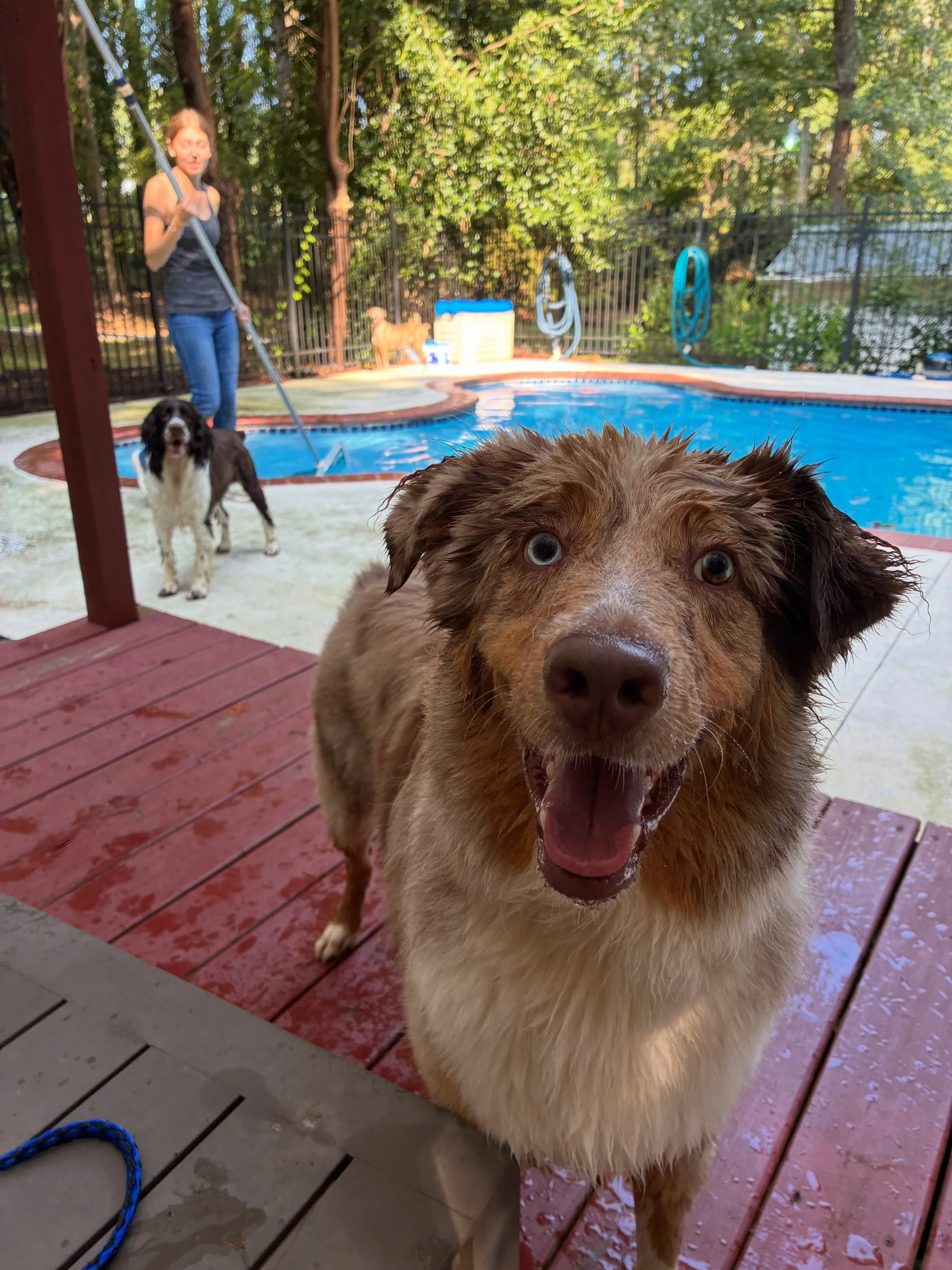 Doug and Archie love their swim time!
