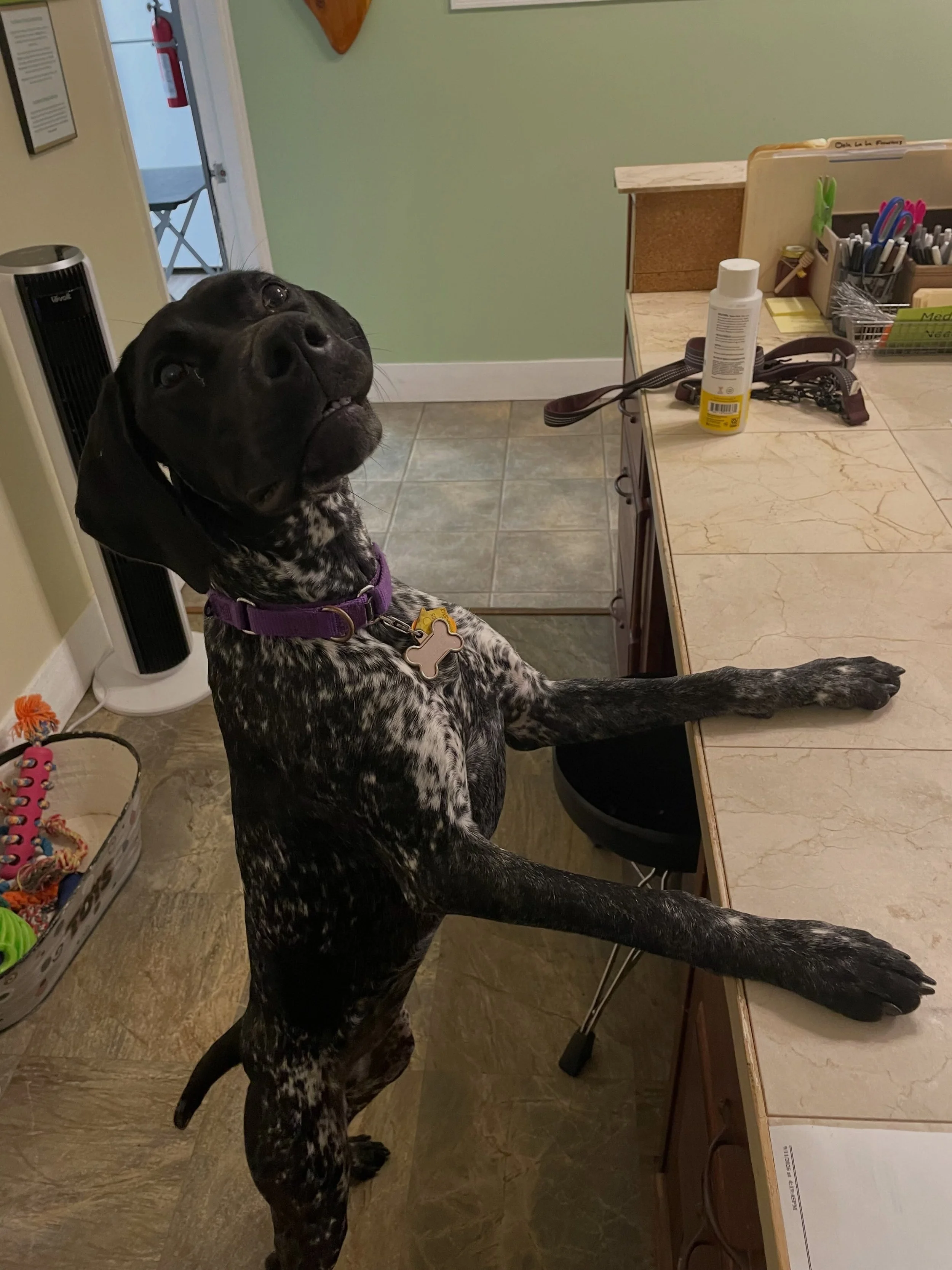 Ellie decided our staff needed extra help with office work today