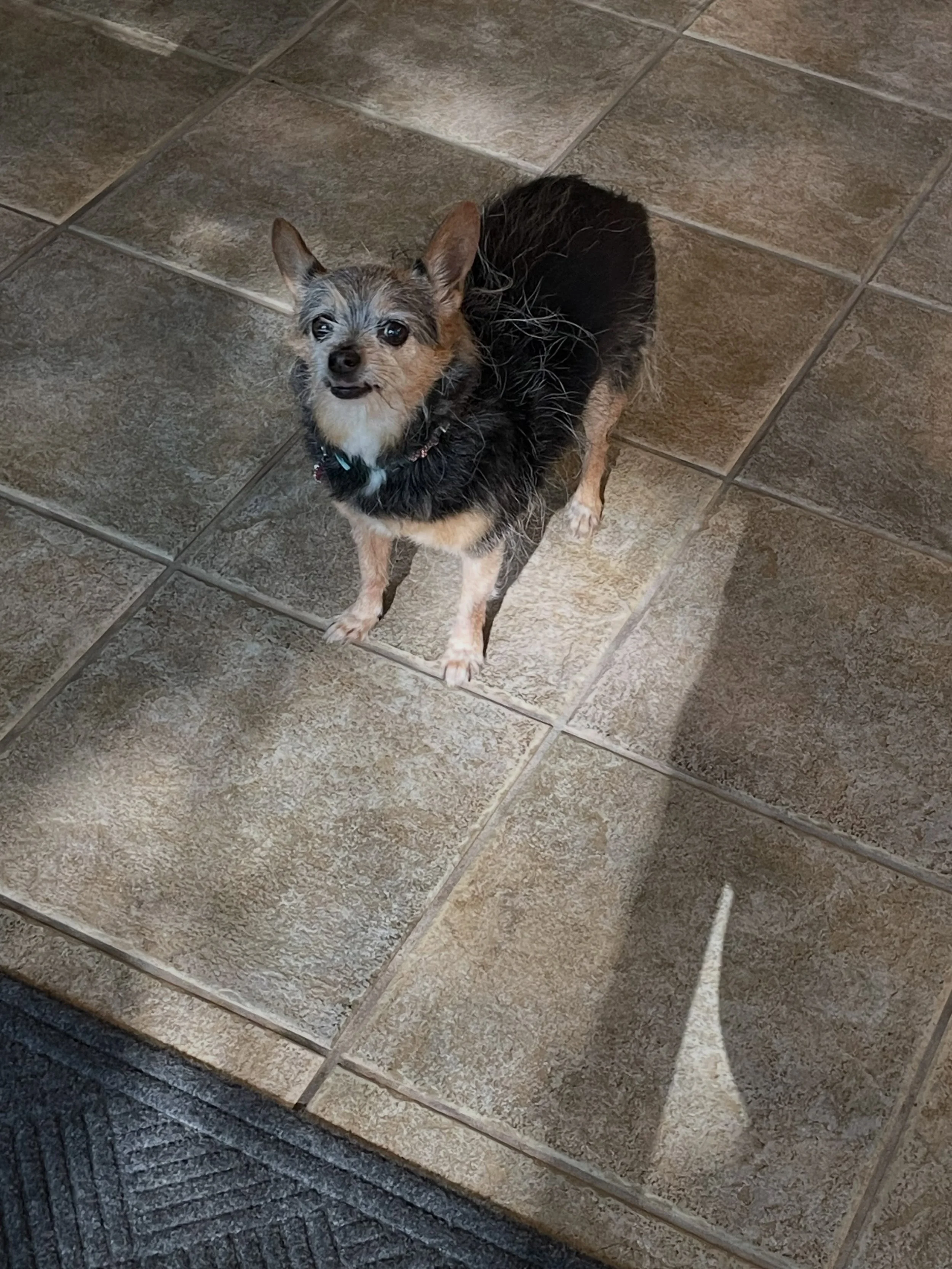 Little Miss Lexi soaking up some sunshine before headed out on a walk for the evening.