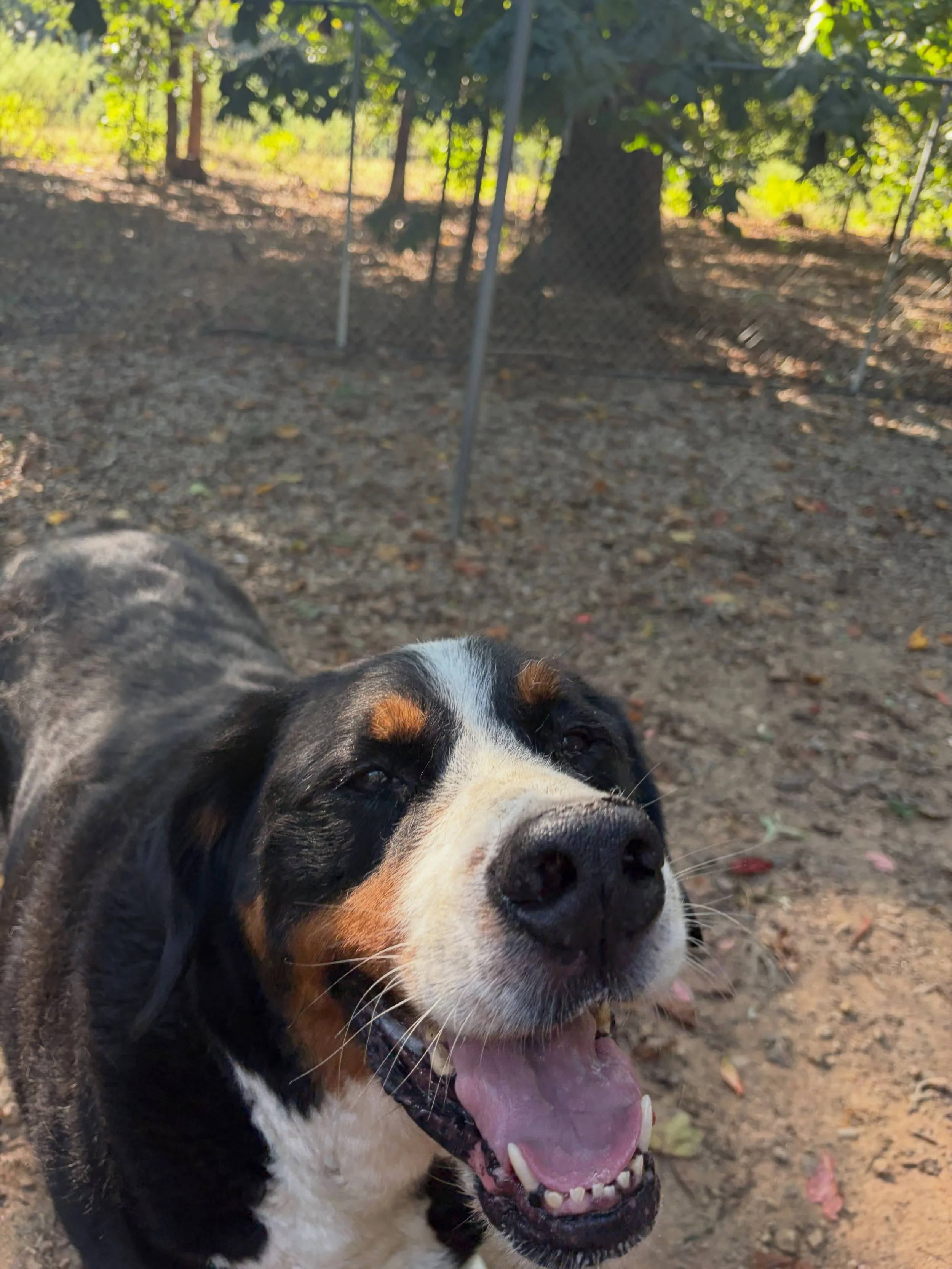 Boudreaux out enjoying some time in the sun. He says it feels good on the ol bones