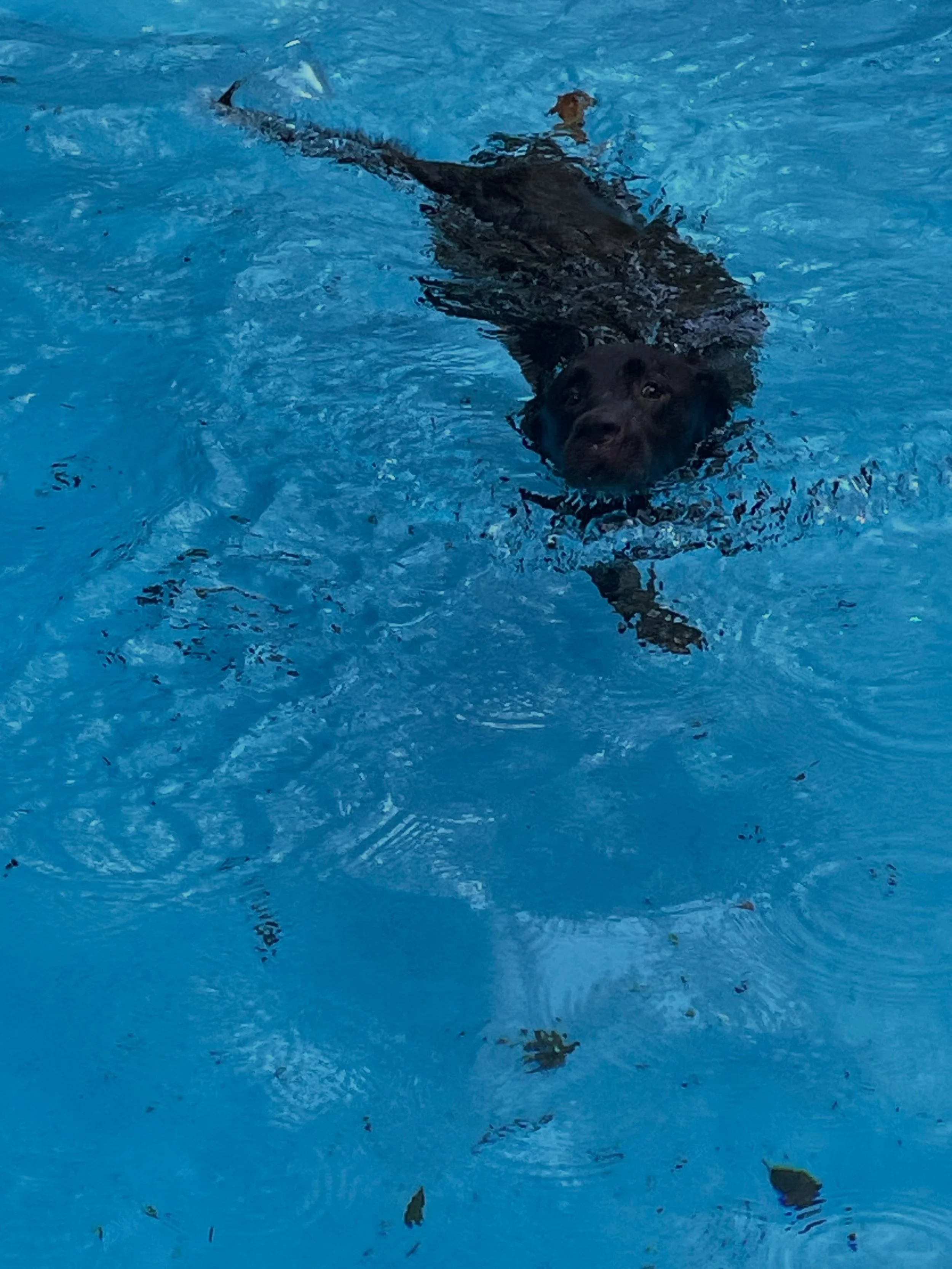 Kovu says you don&rsquo;t need four legs to enjoy the pool. This boy never left the pool during his time up there and it was a struggle to get him out when it was over