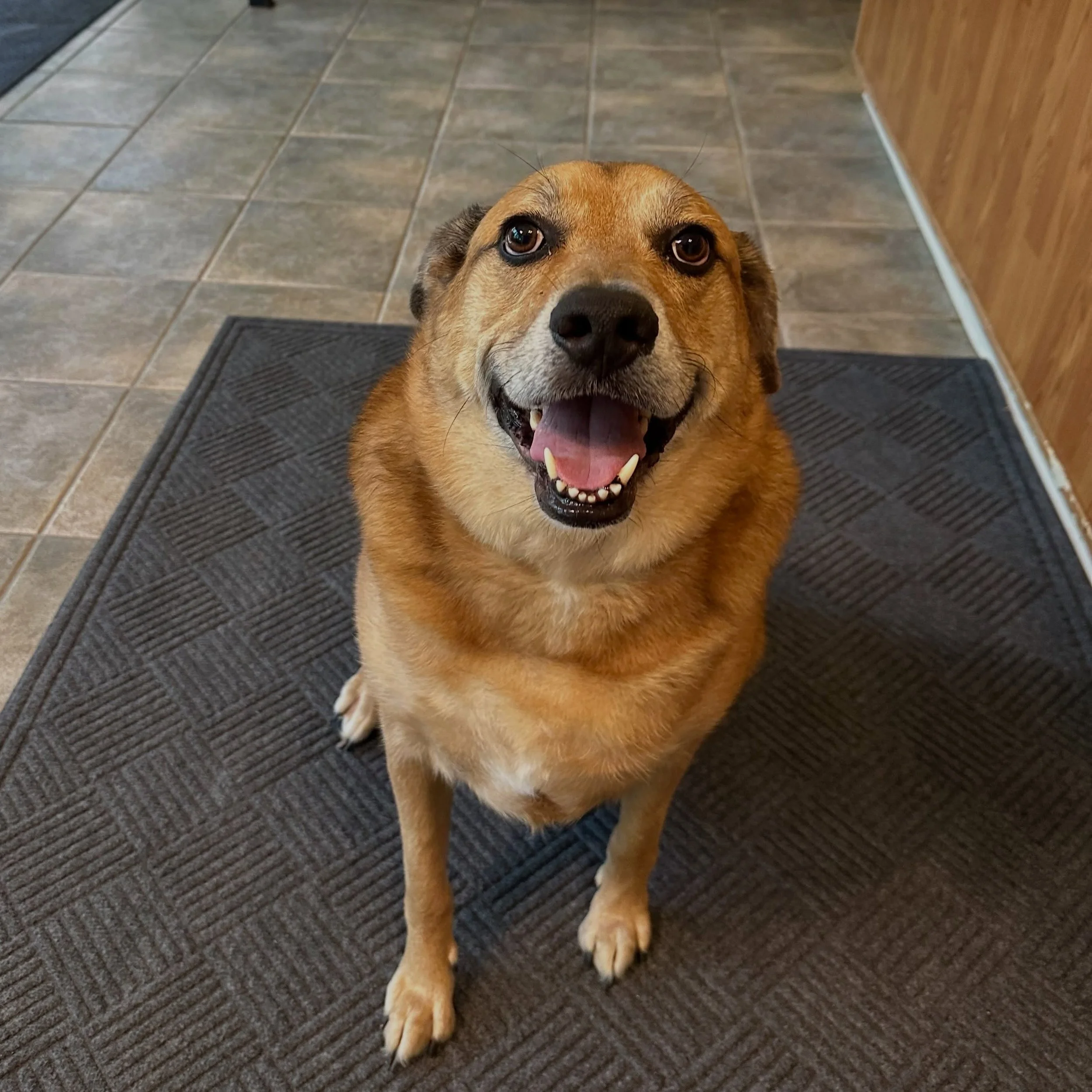 Logan cooling down in the office after a nice nature walk