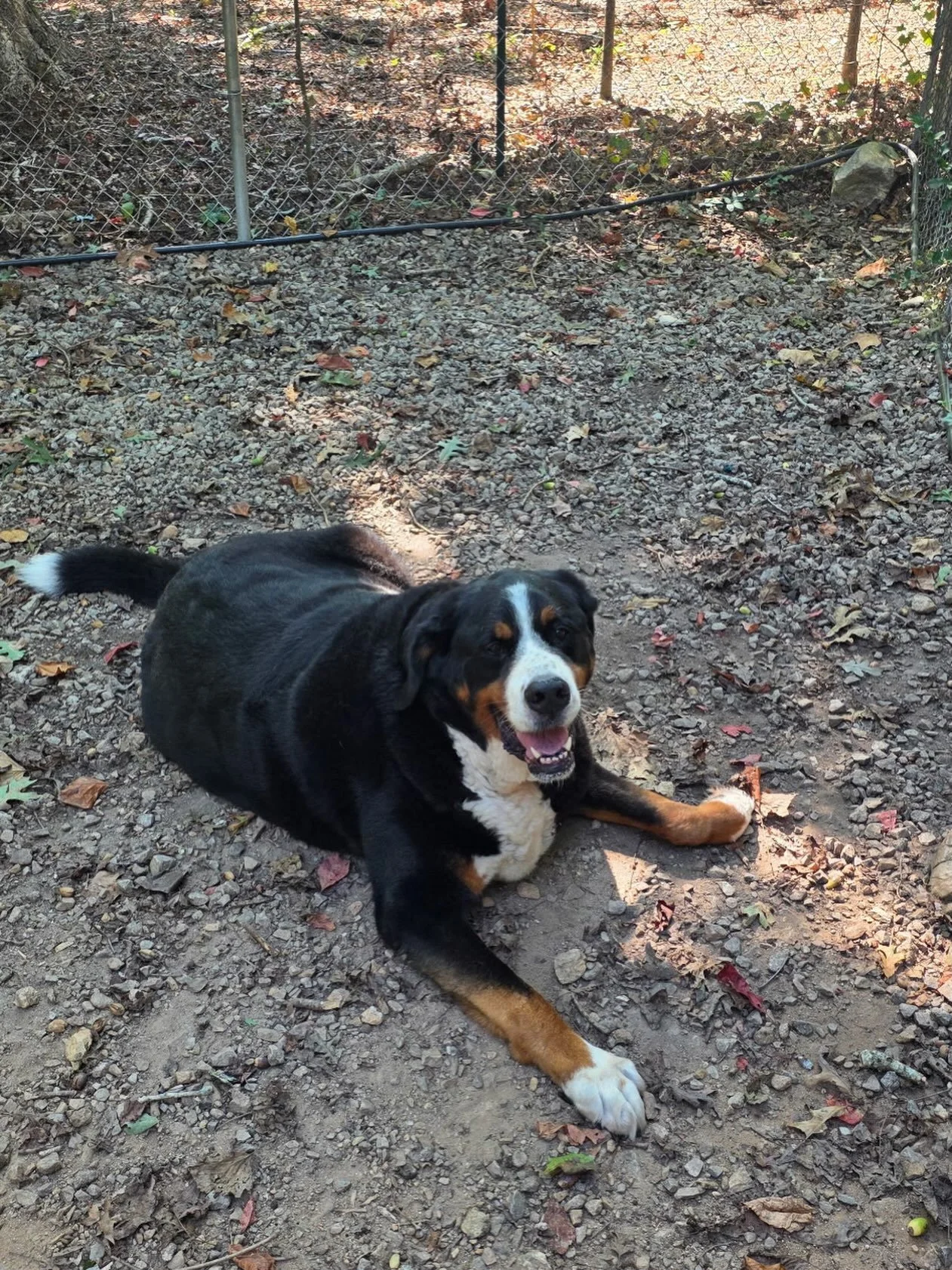 Boudreaux out enjoying the cooler weather. He couldn&rsquo;t be happier that it&rsquo;s cooled down