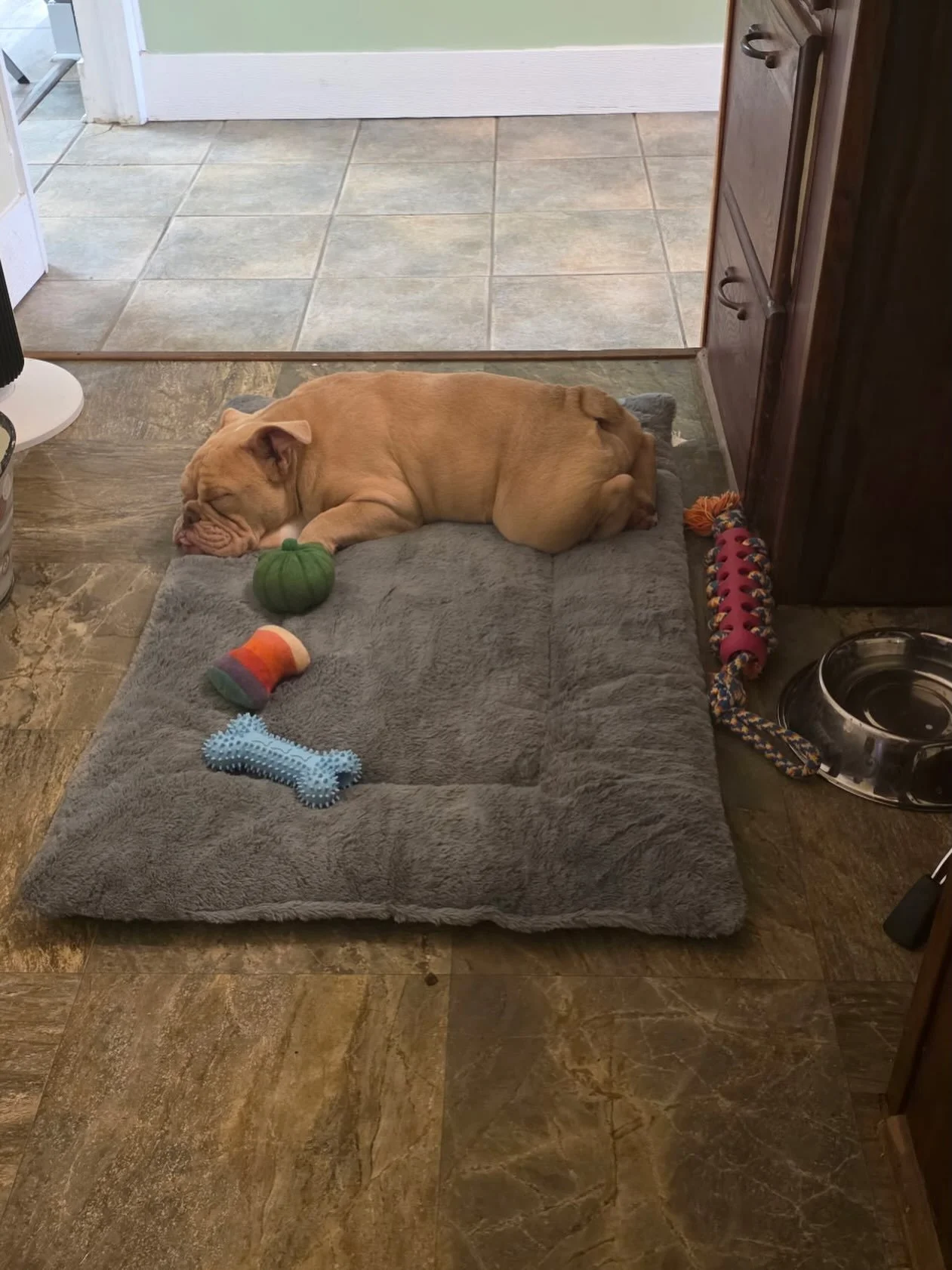 While the boss is away, you let his puppy run the kennel. You need to be prepared for the mandatory naps as she takes the job far too seriously